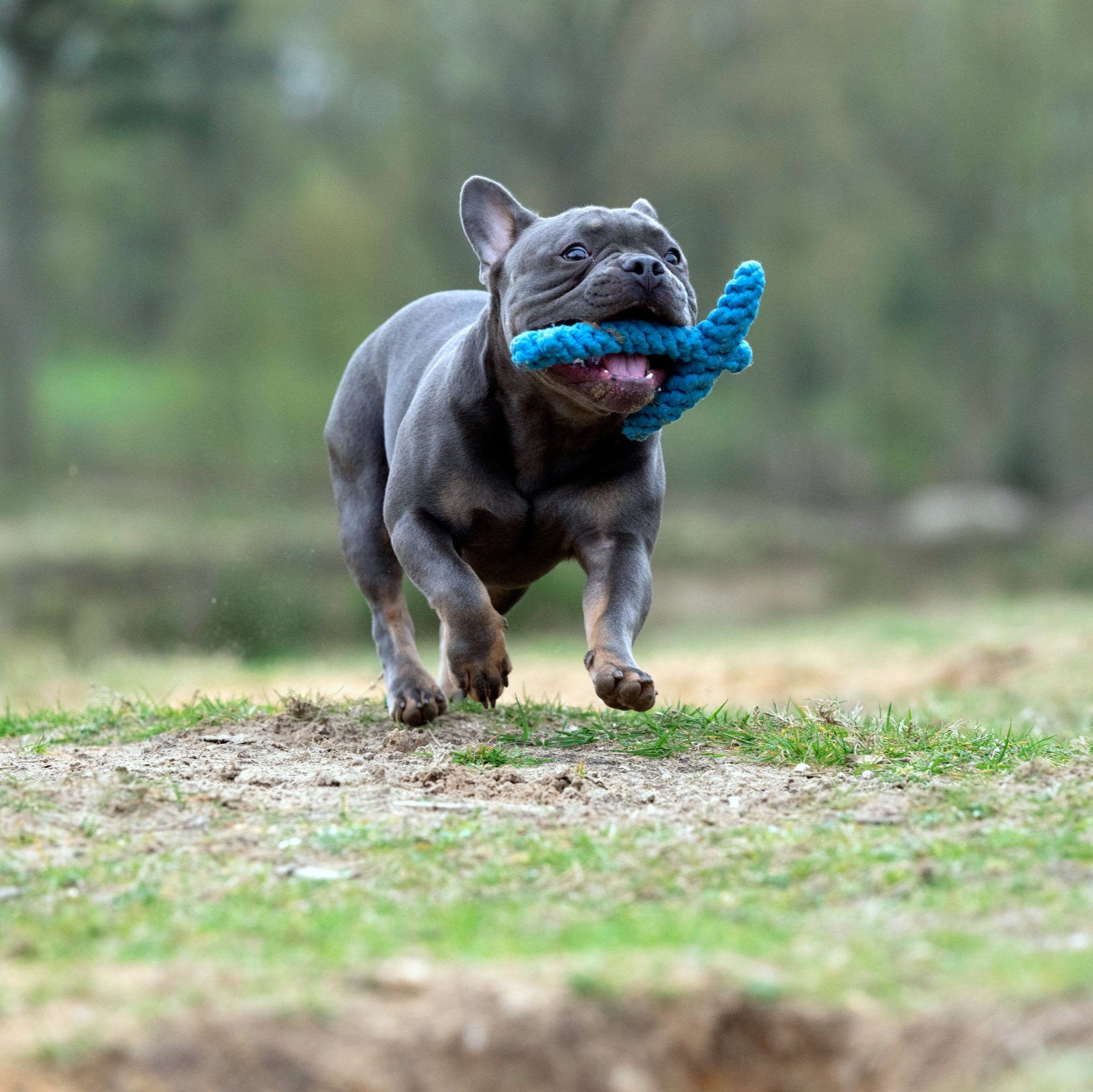 Angela l’Ancre – Jouet en corde pour chien - Laboni