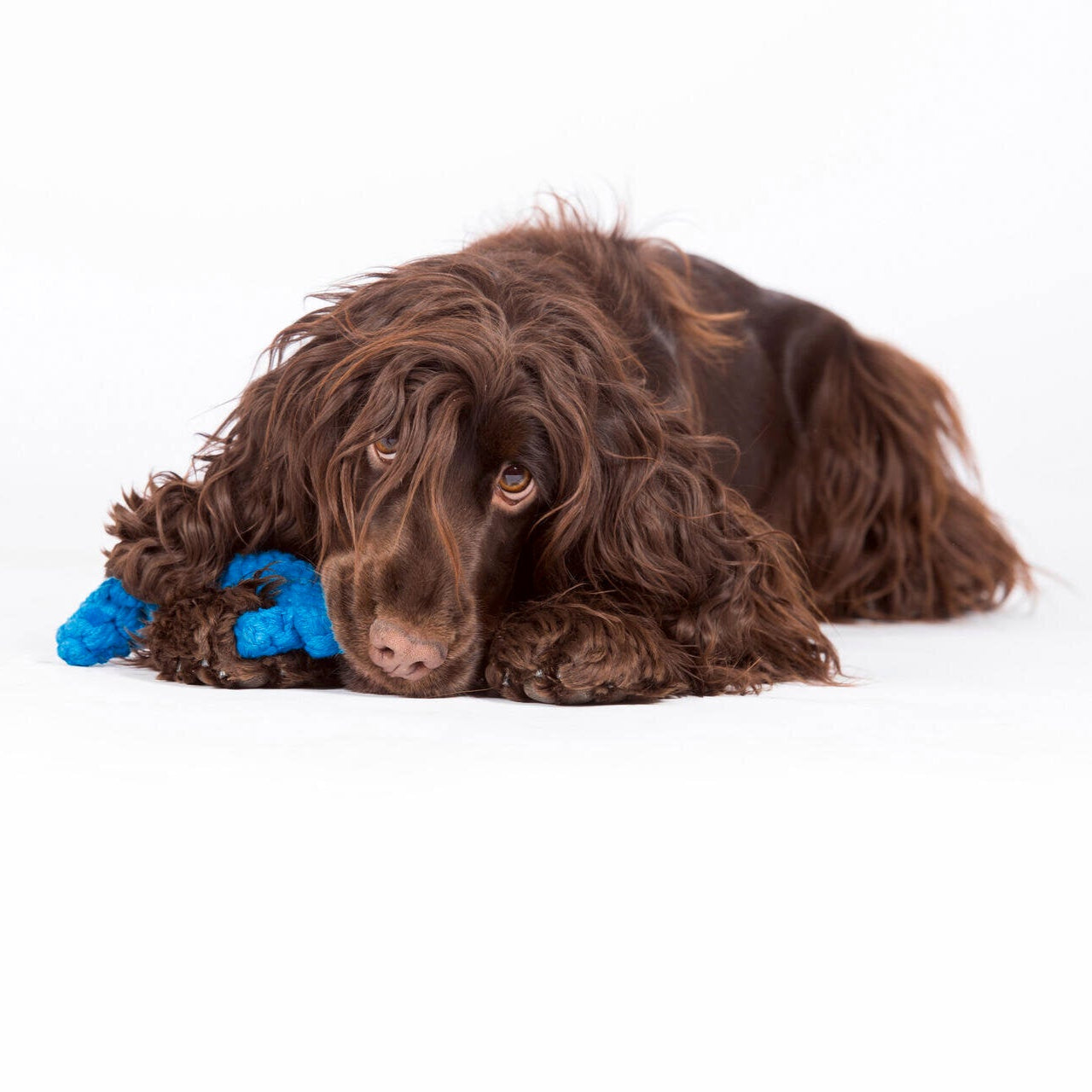 Angela l’Ancre – Jouet en corde pour chien - Laboni