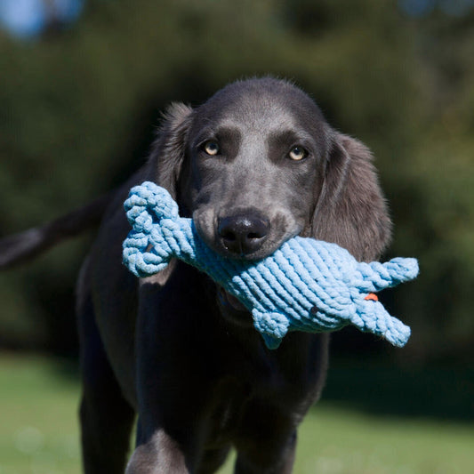 Didi le Dauphin – Jouet en corde pour chien - Laboni