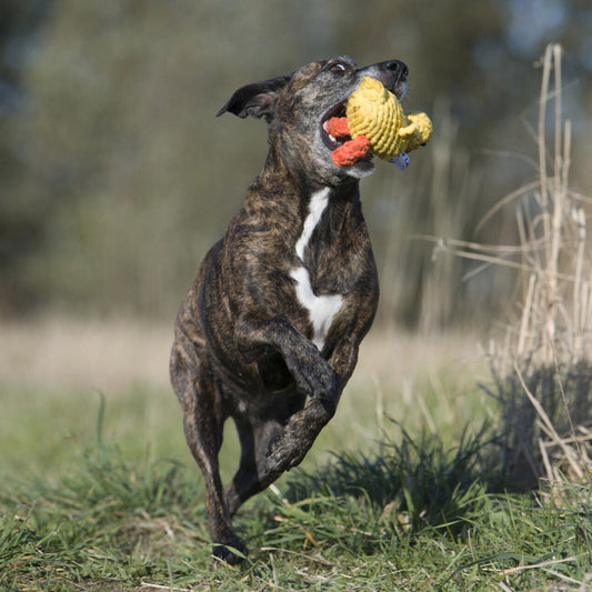 Emma la Canne – Jouet en corde pour chien - Laboni