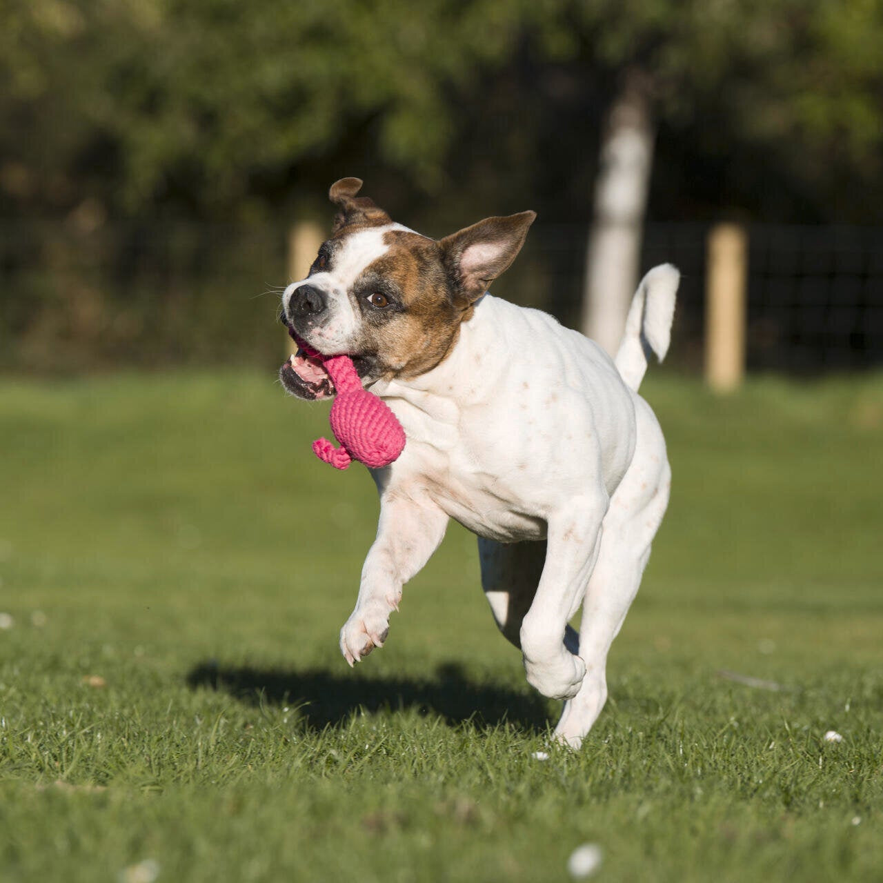 Franzi le Flamant rose – Jouet en corde pour chien - Laboni