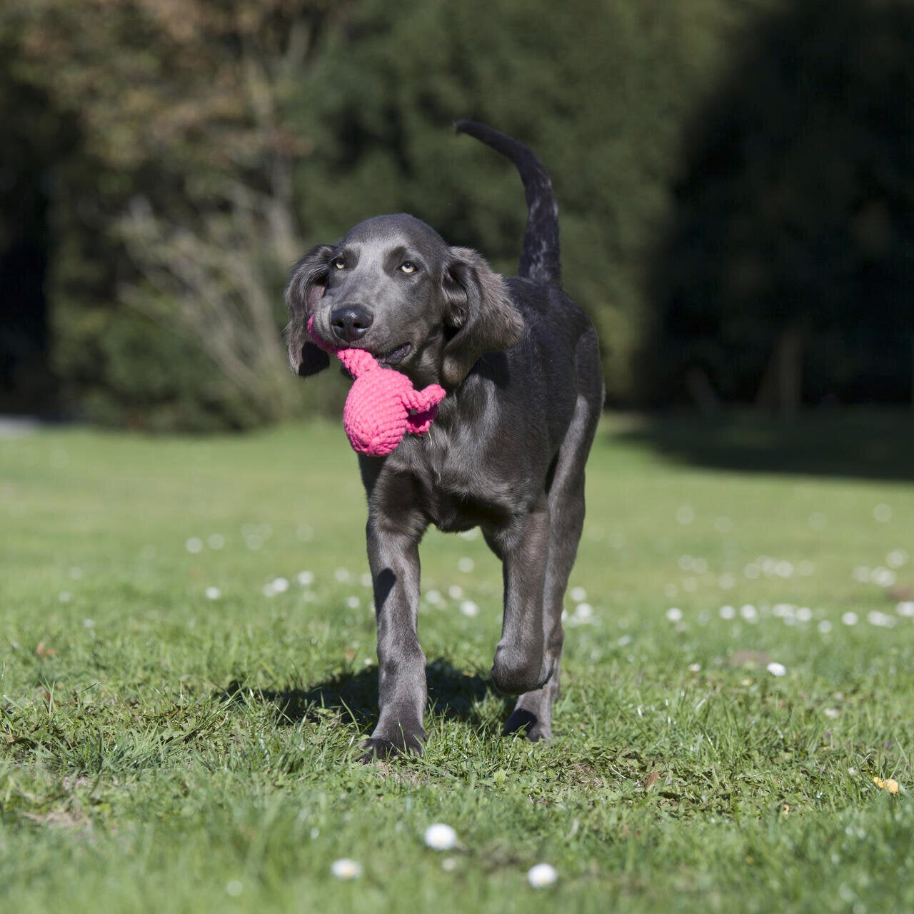 Franzi le Flamant rose – Jouet en corde pour chien - Laboni