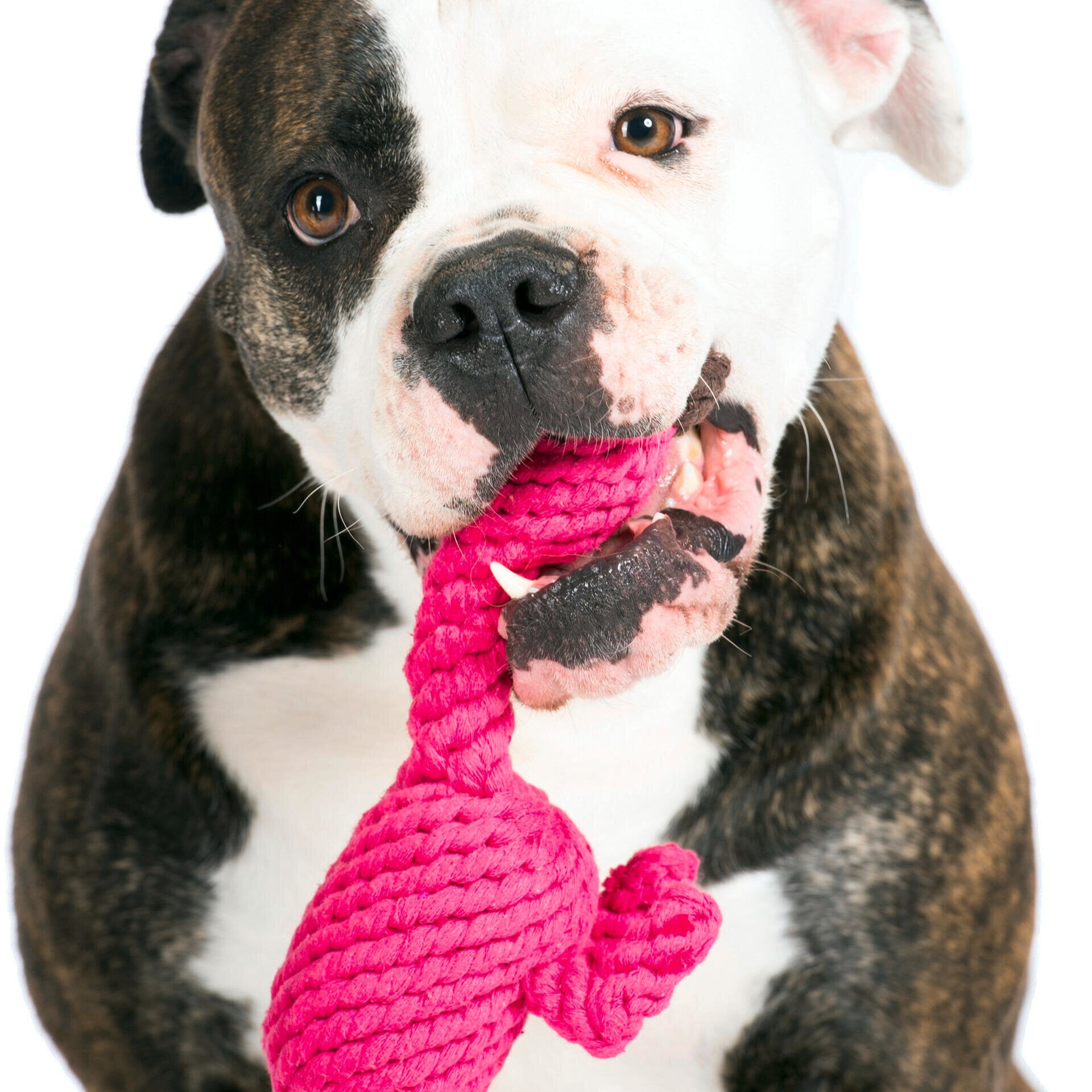 Franzi le Flamant rose – Jouet en corde pour chien - Laboni