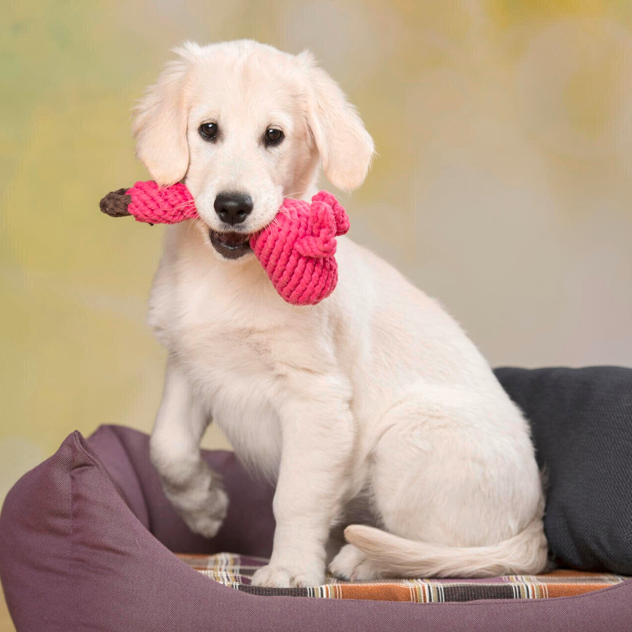 Franzi le Flamant rose – Jouet en corde pour chien - Laboni