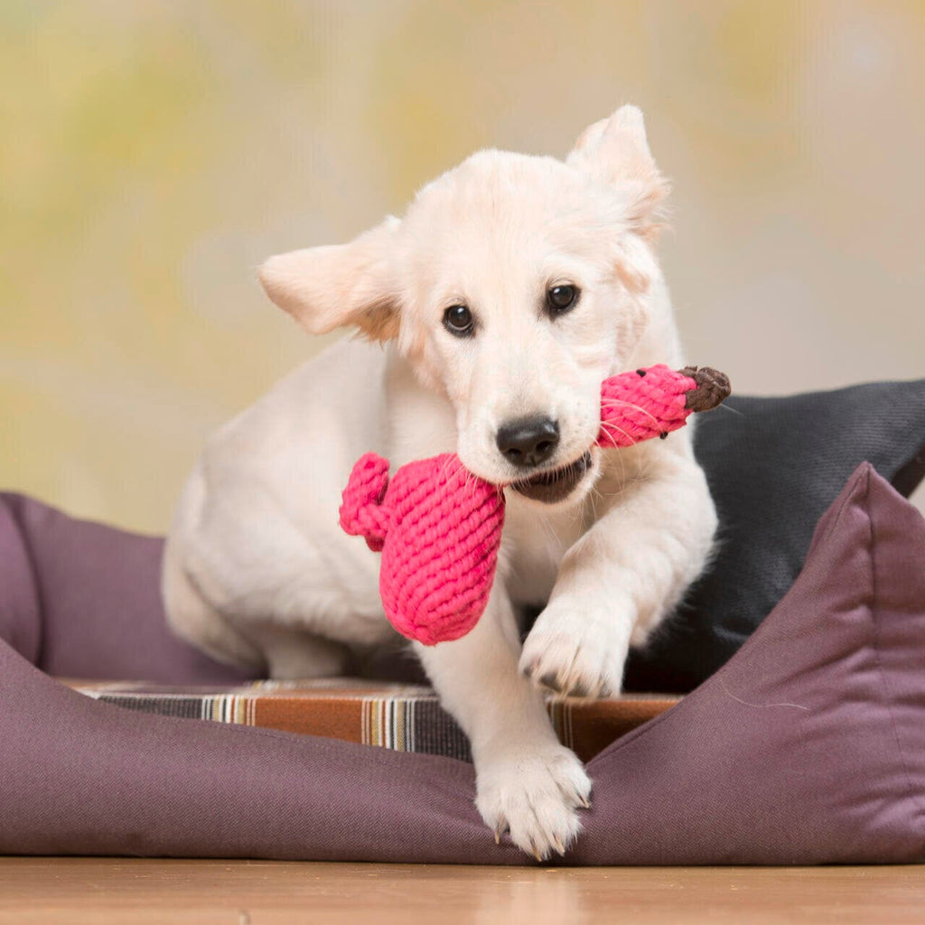 Franzi le Flamant rose – Jouet en corde pour chien - Laboni