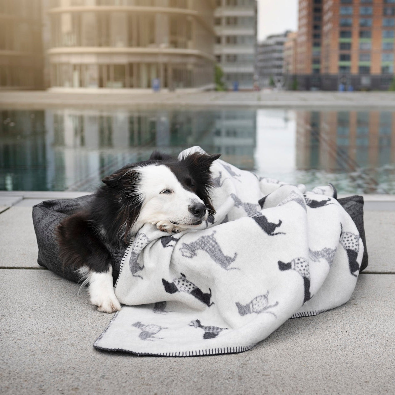 Couverture pour chien TECKEL - Laboni