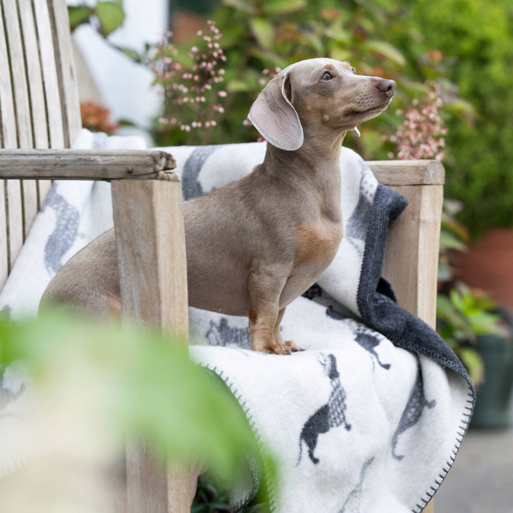 Couverture pour chien TECKEL - Laboni