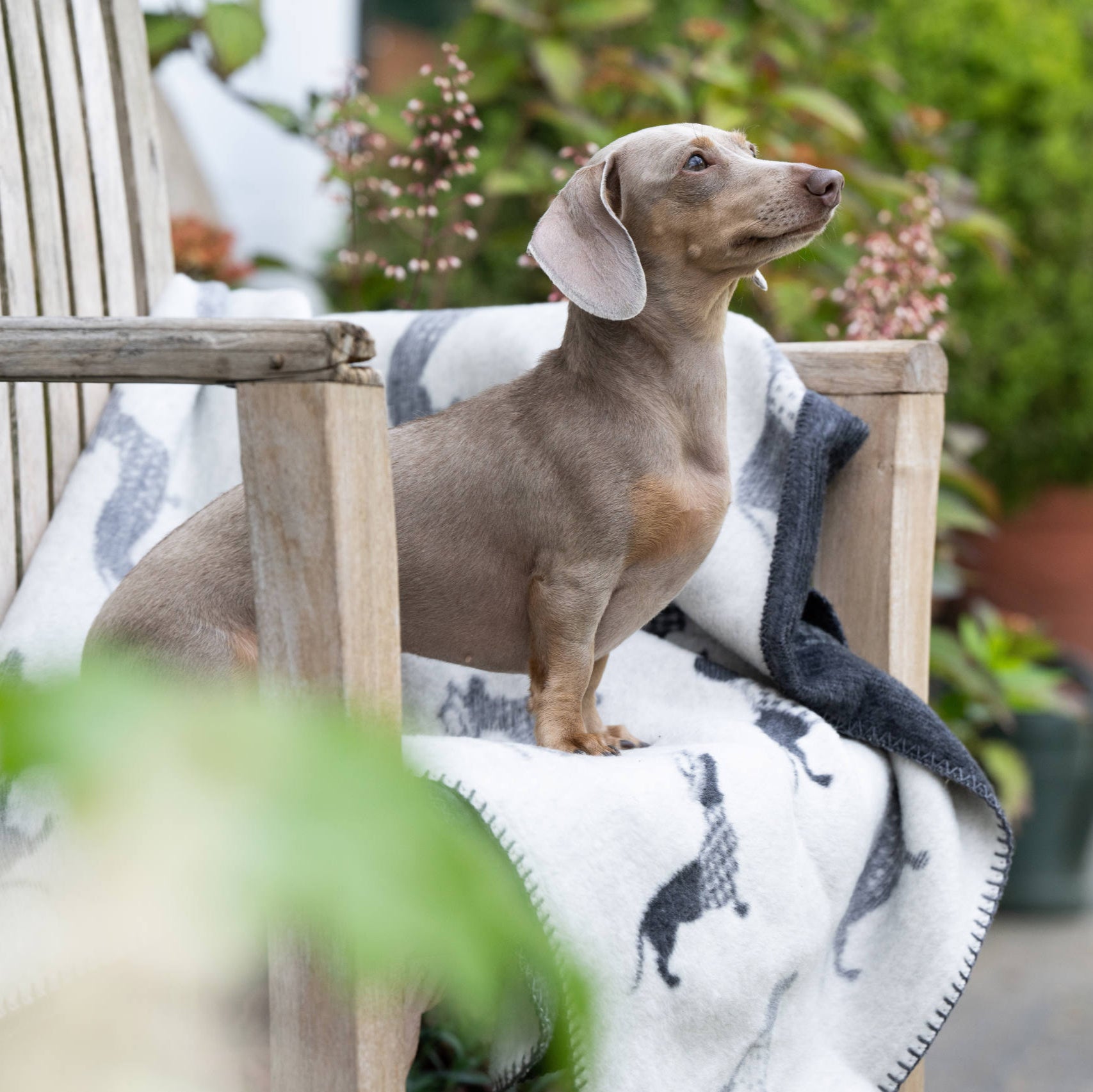 Couverture pour chien TECKEL - Laboni