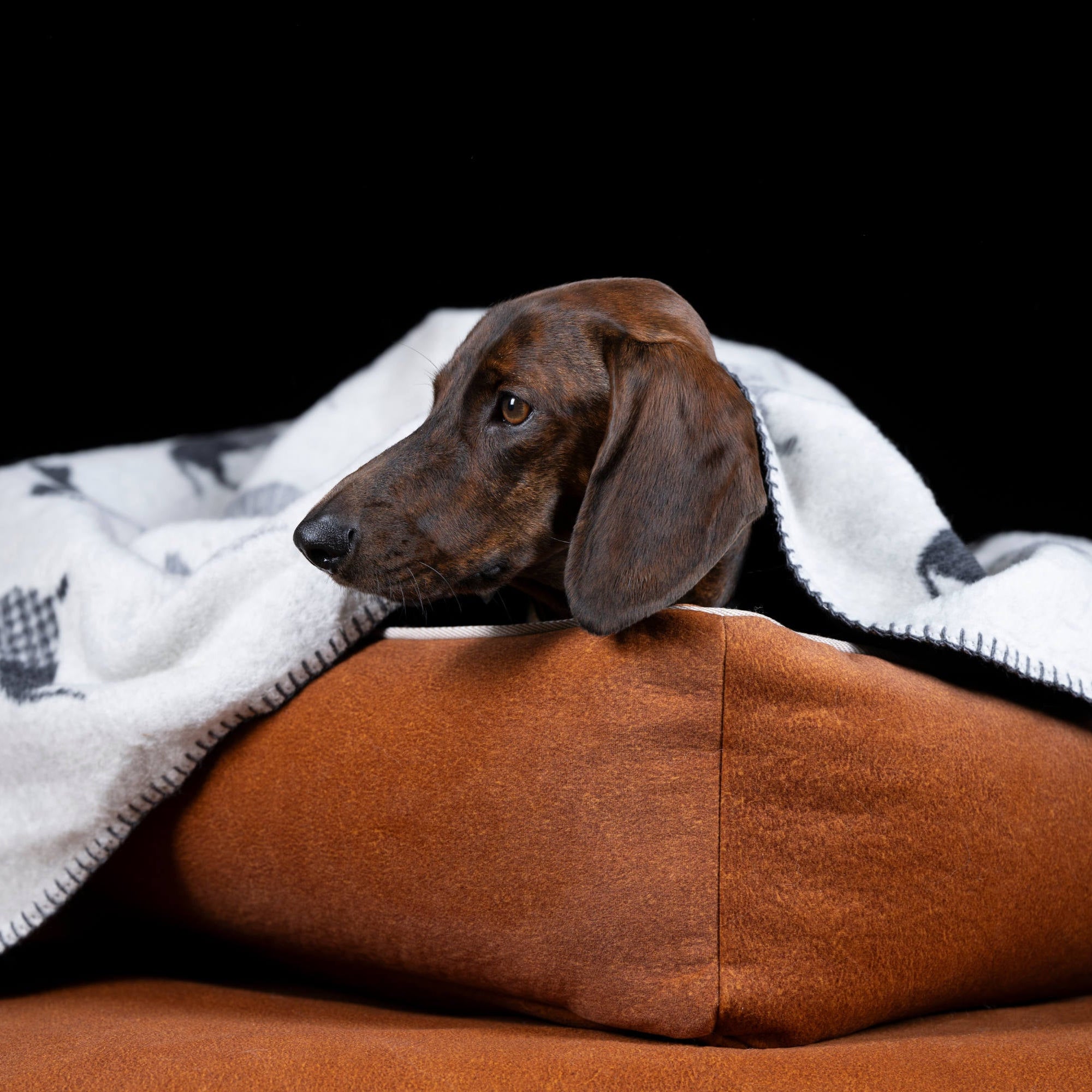 Couverture pour chien TECKEL - Laboni