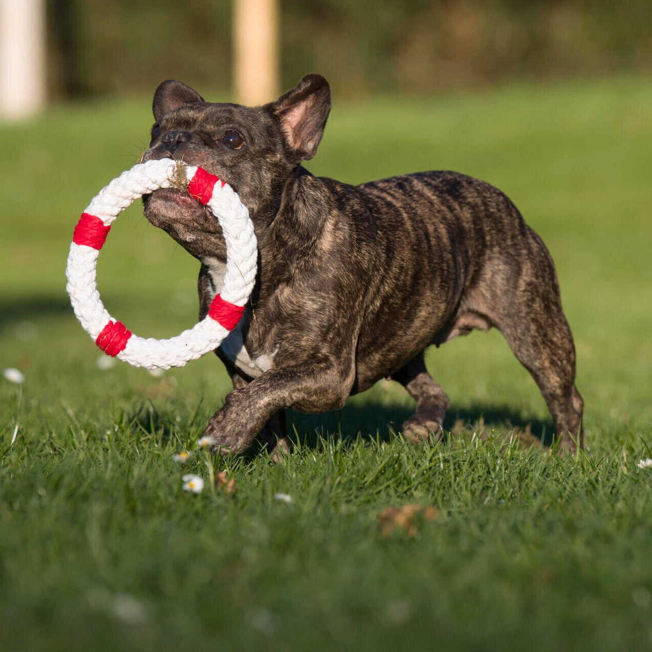 Rita la Bouée – Jouet en corde pour chien - Laboni