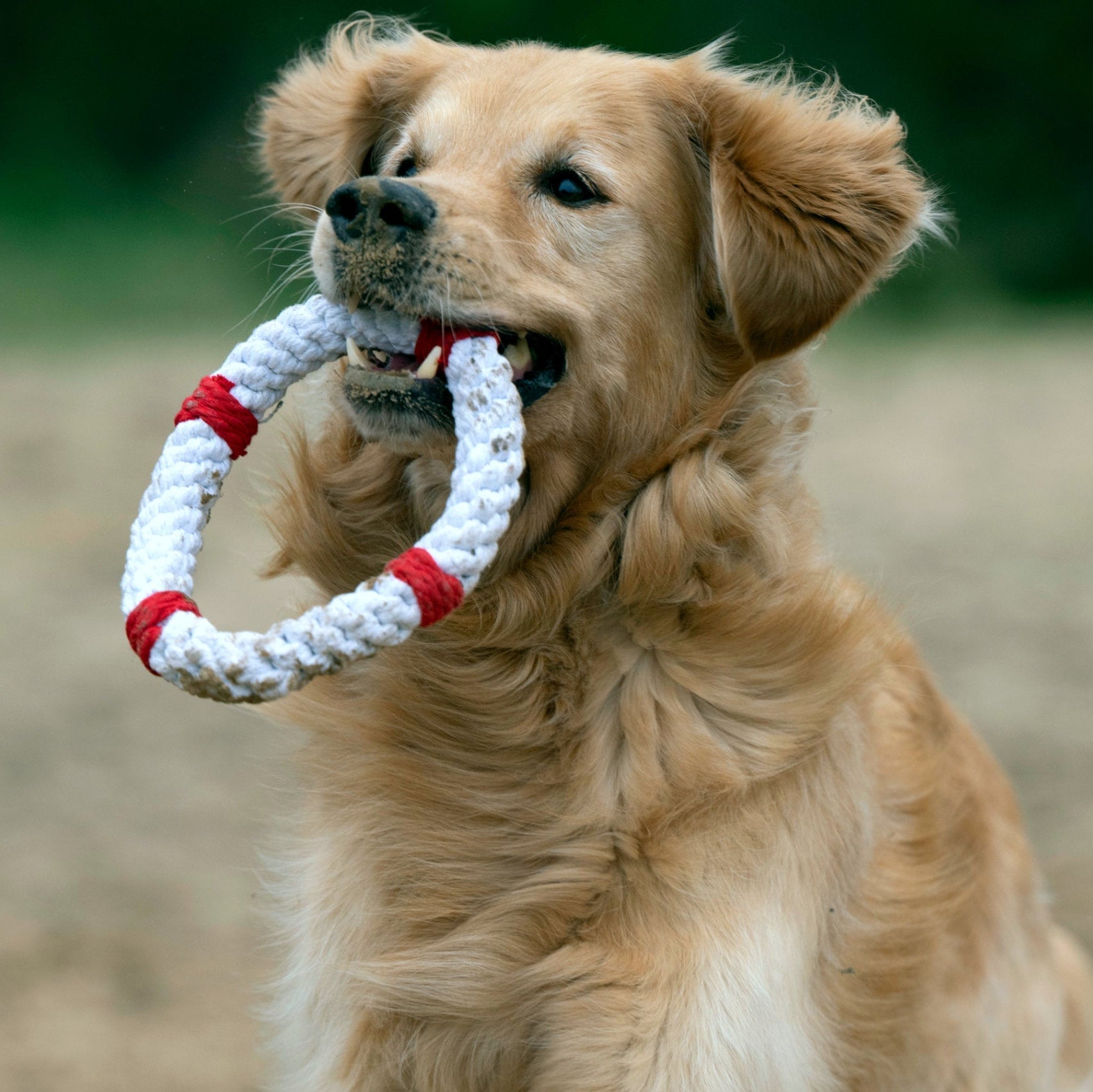 Rita la Bouée – Jouet en corde pour chien - Laboni