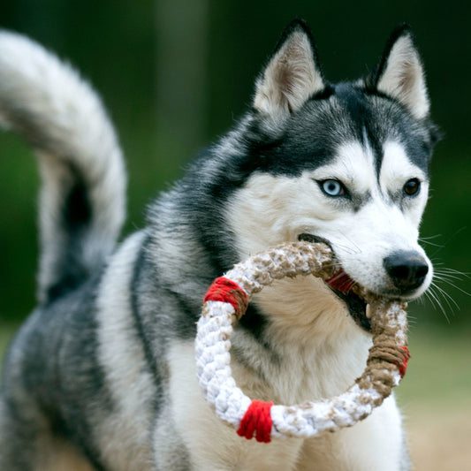 Rita la Bouée – Jouet en corde pour chien - Laboni