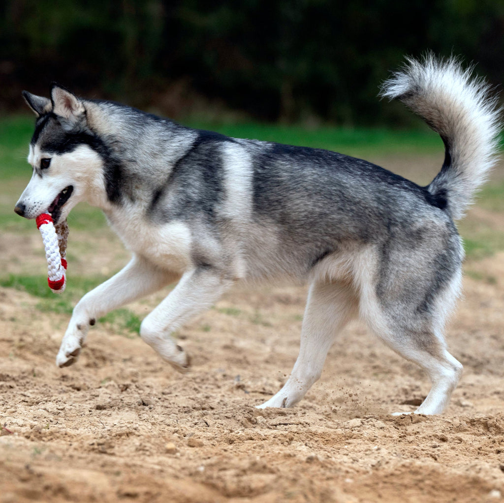 Rita la Bouée – Jouet en corde pour chien - Laboni