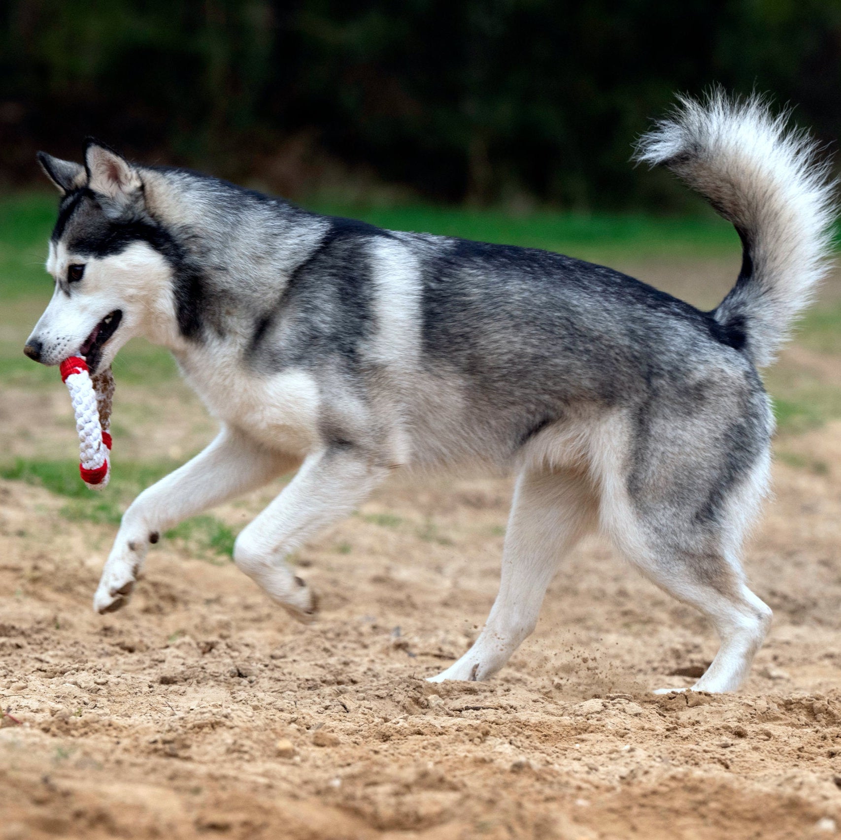 Rita la Bouée – Jouet en corde pour chien - Laboni