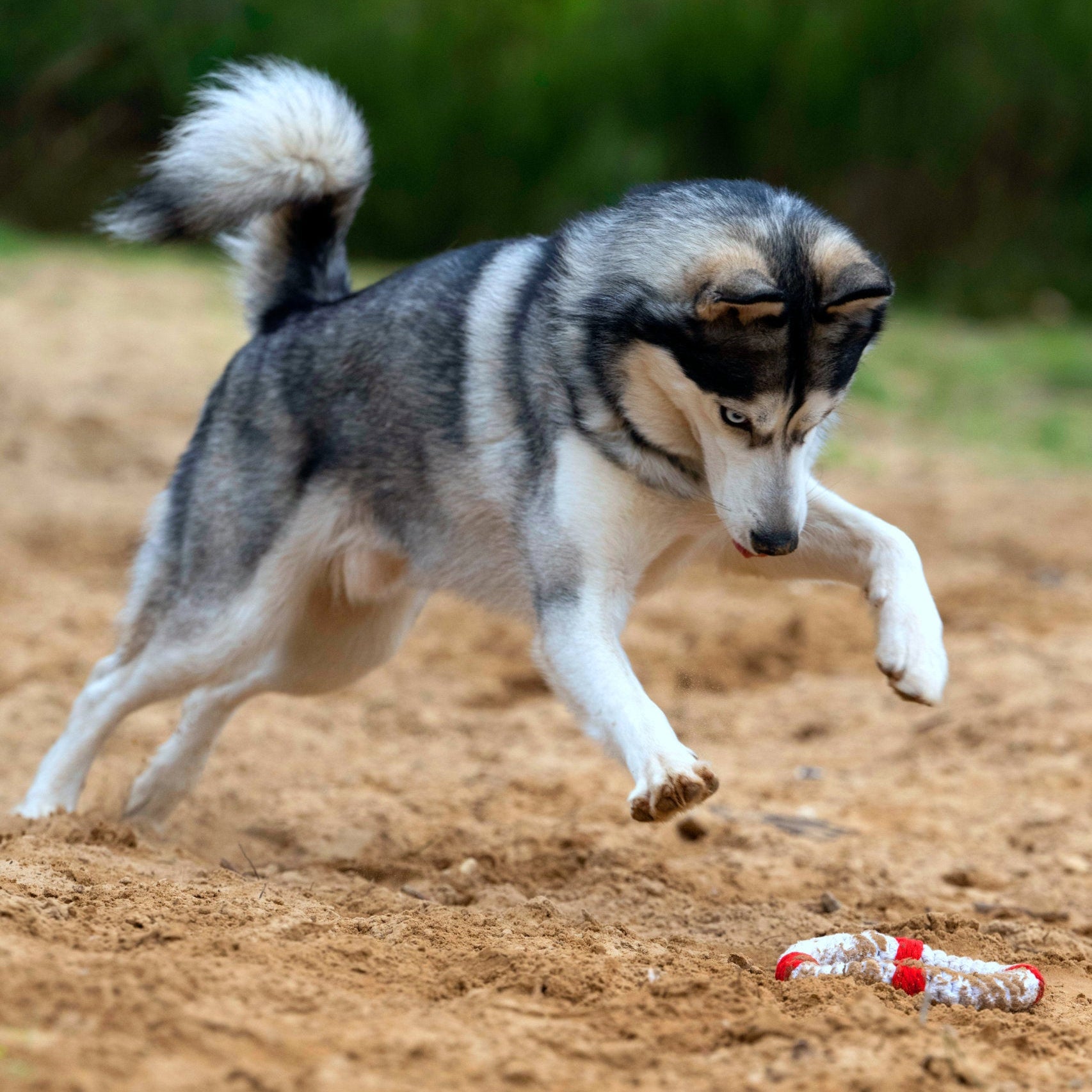 Rita la Bouée – Jouet en corde pour chien - Laboni