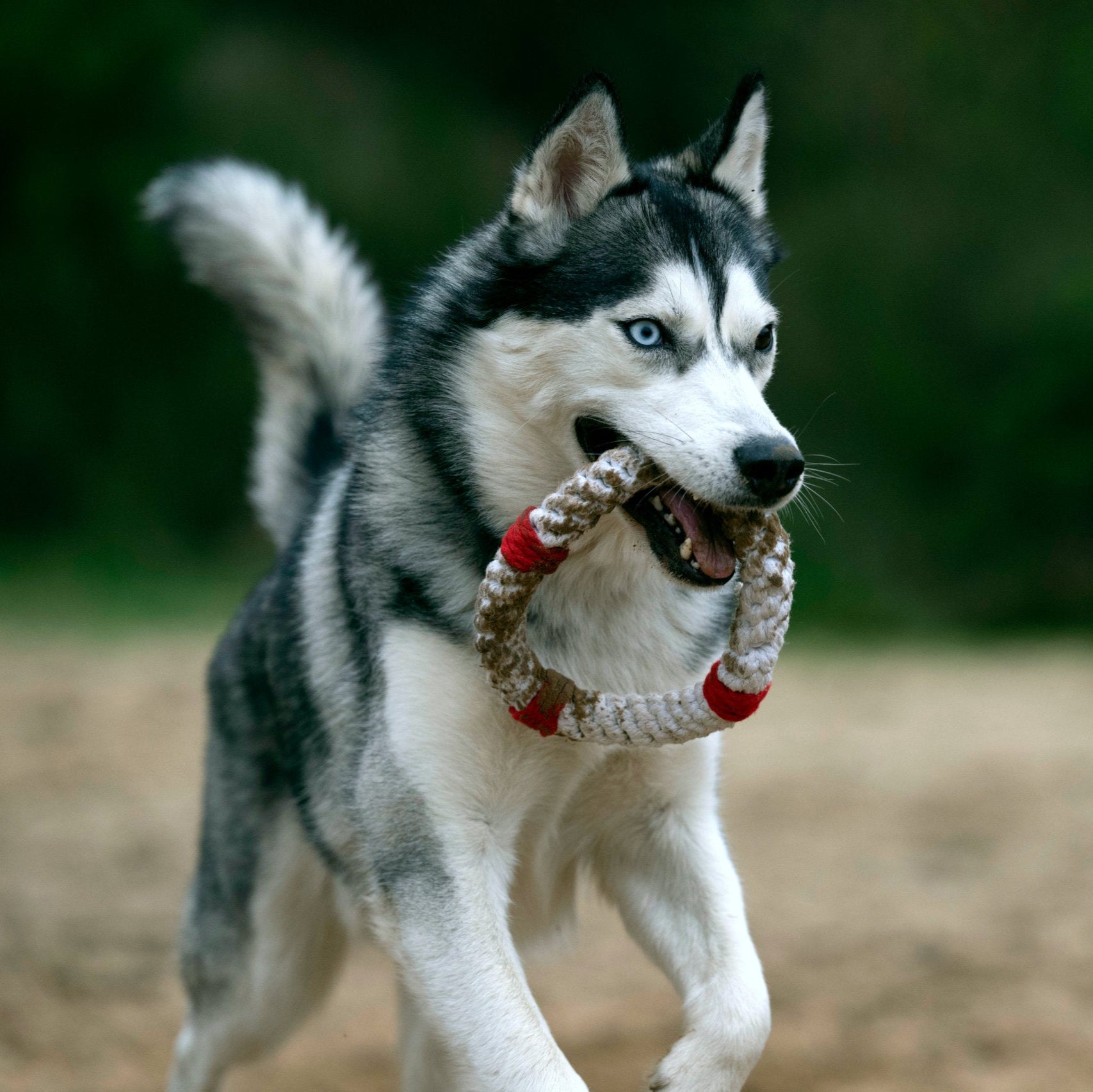 Rita la Bouée – Jouet en corde pour chien - Laboni