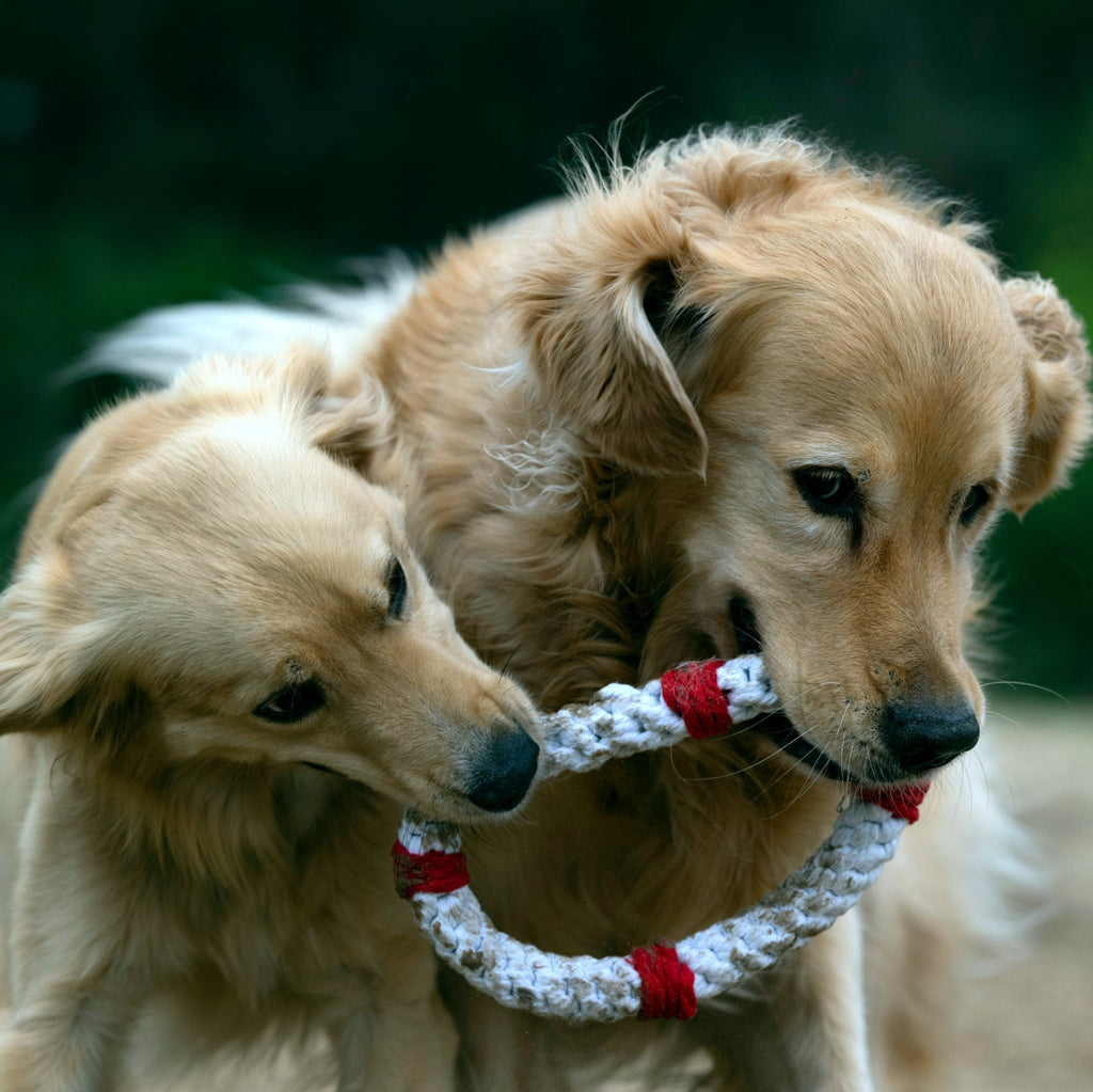 Rita la Bouée – Jouet en corde pour chien - Laboni
