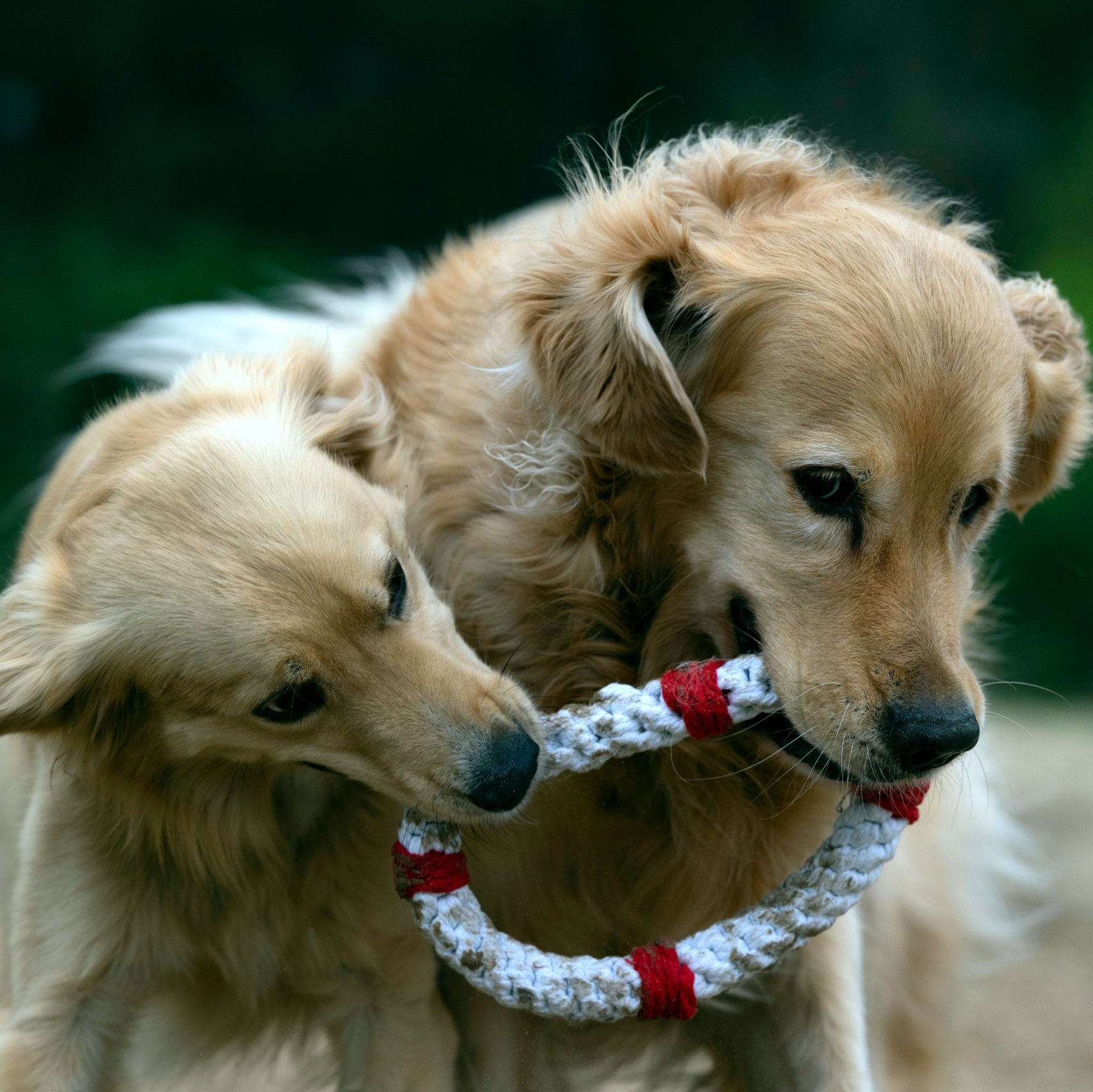 Rita la Bouée – Jouet en corde pour chien - Laboni