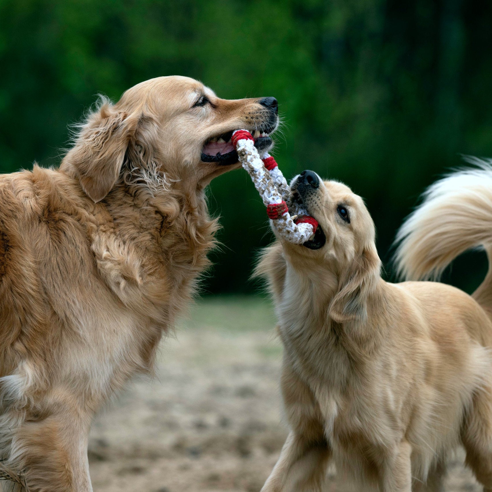 Rita la Bouée – Jouet en corde pour chien - Laboni