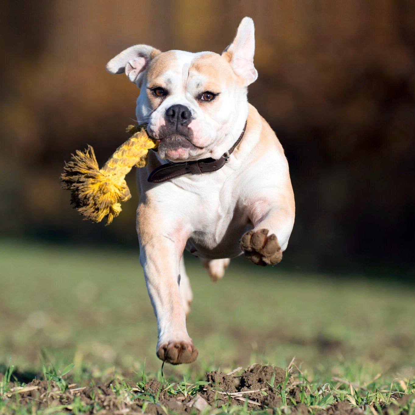 Leo le Lion – Jouet en corde pour chien - Laboni