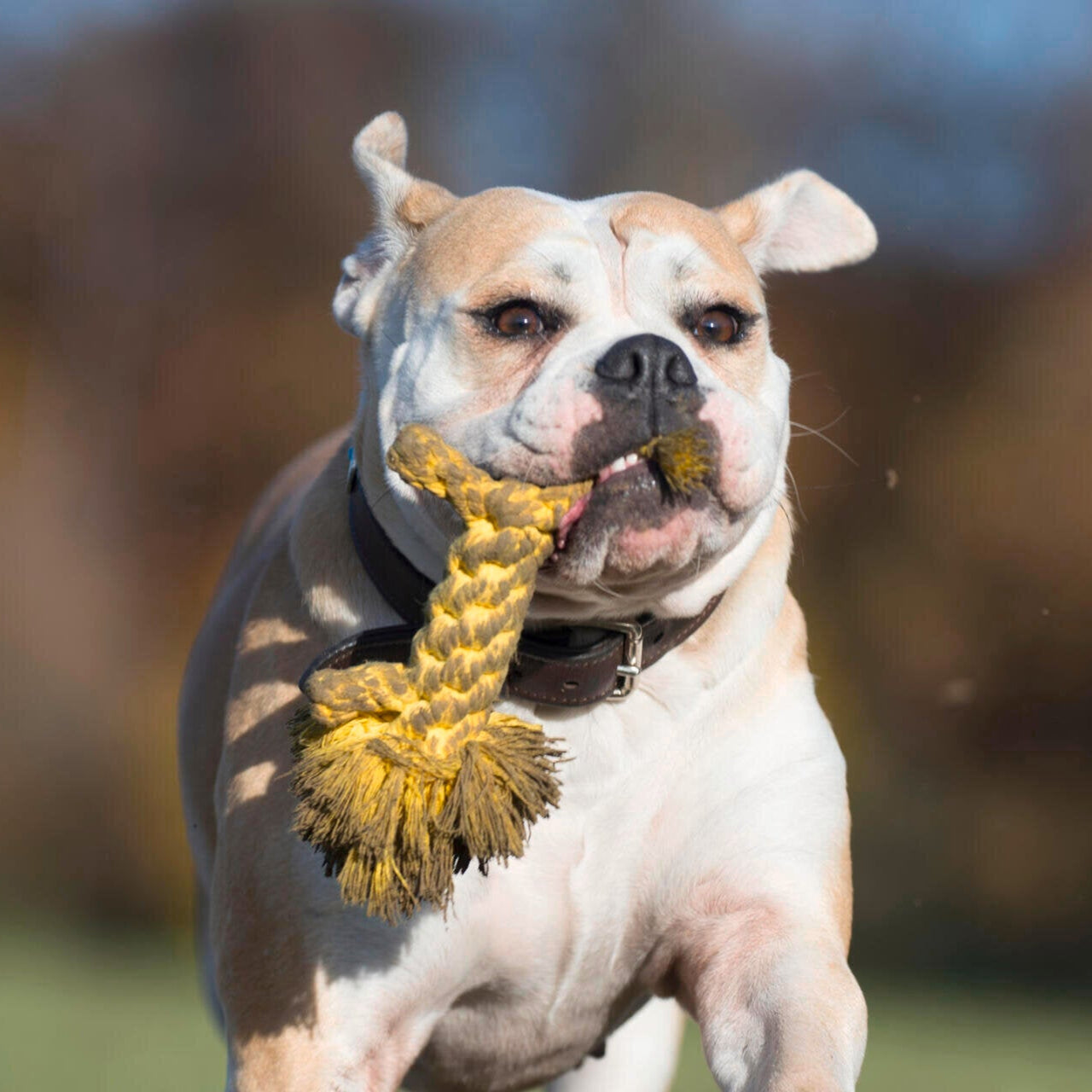 Leo le Lion – Jouet en corde pour chien - Laboni