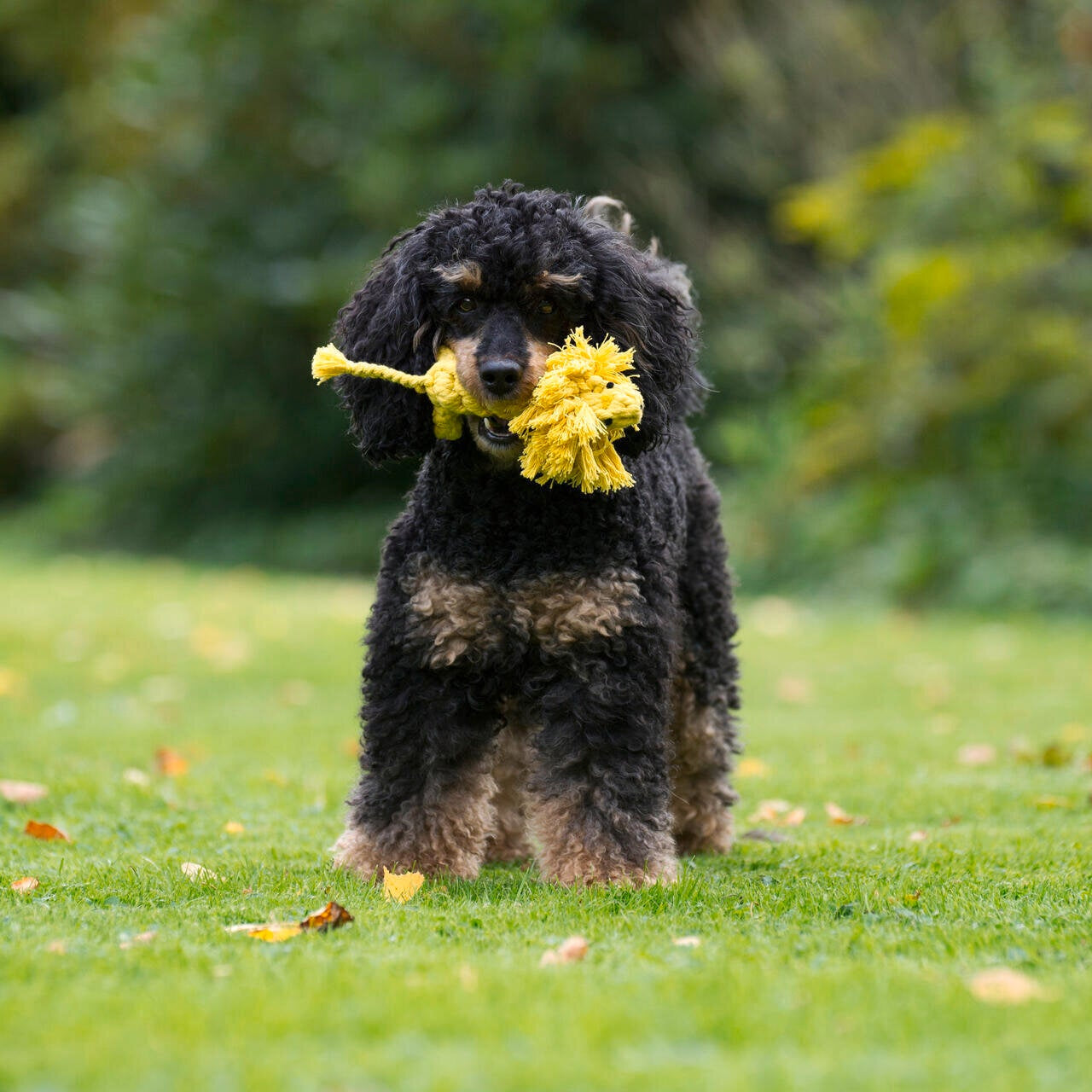Leo le Lion – Jouet en corde pour chien - Laboni