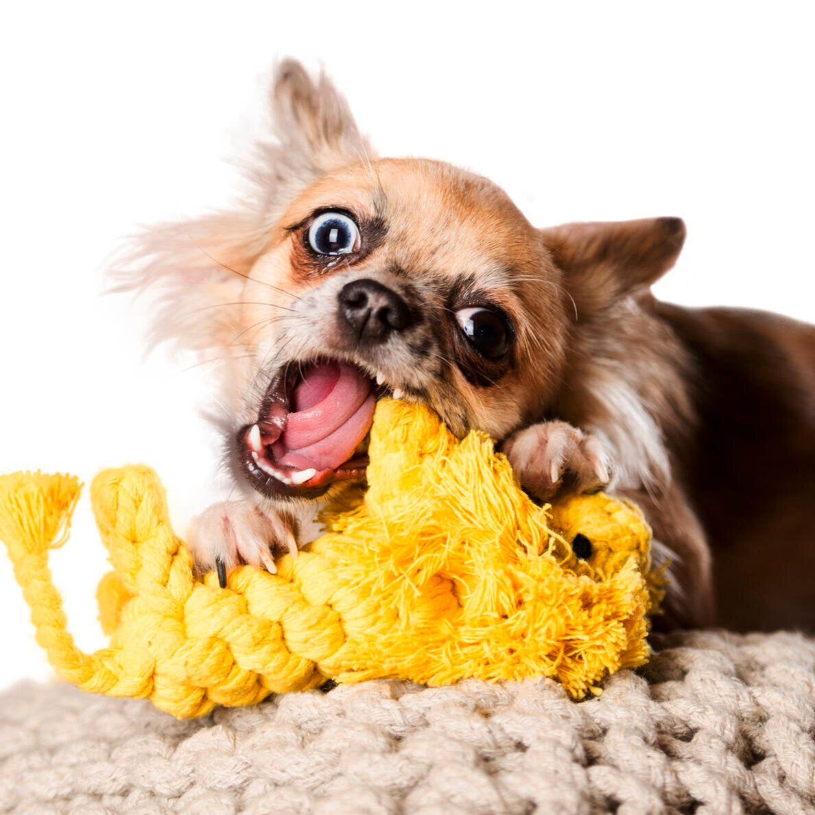 Leo le Lion – Jouet en corde pour chien - Laboni