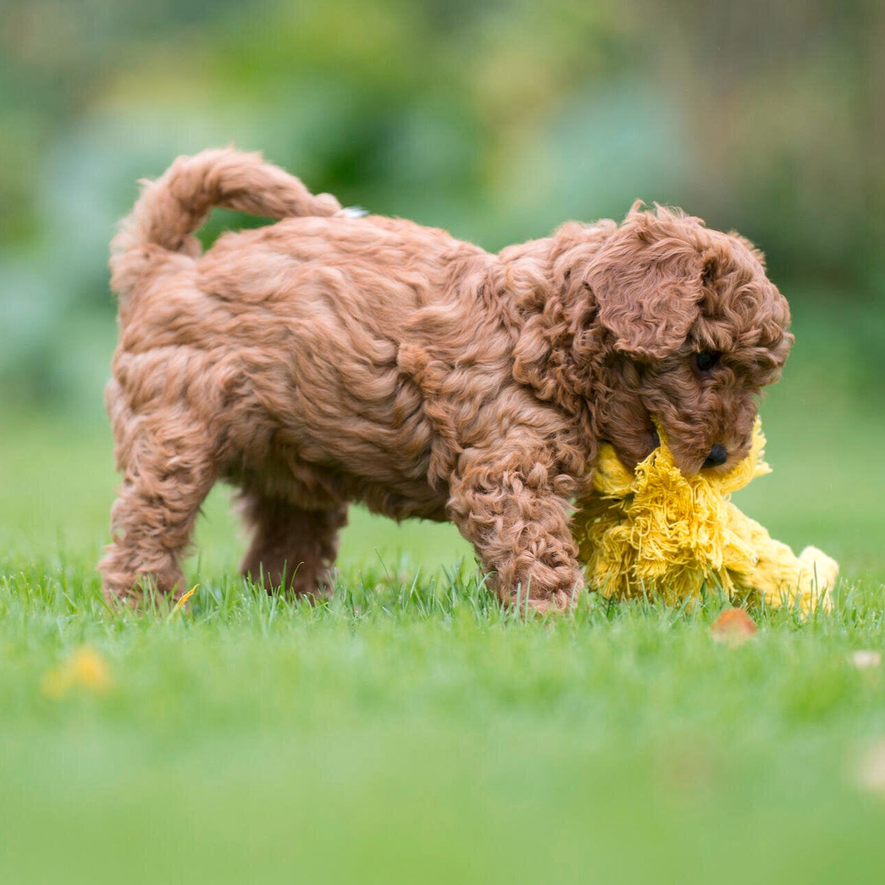Leo le Lion – Jouet en corde pour chien - Laboni