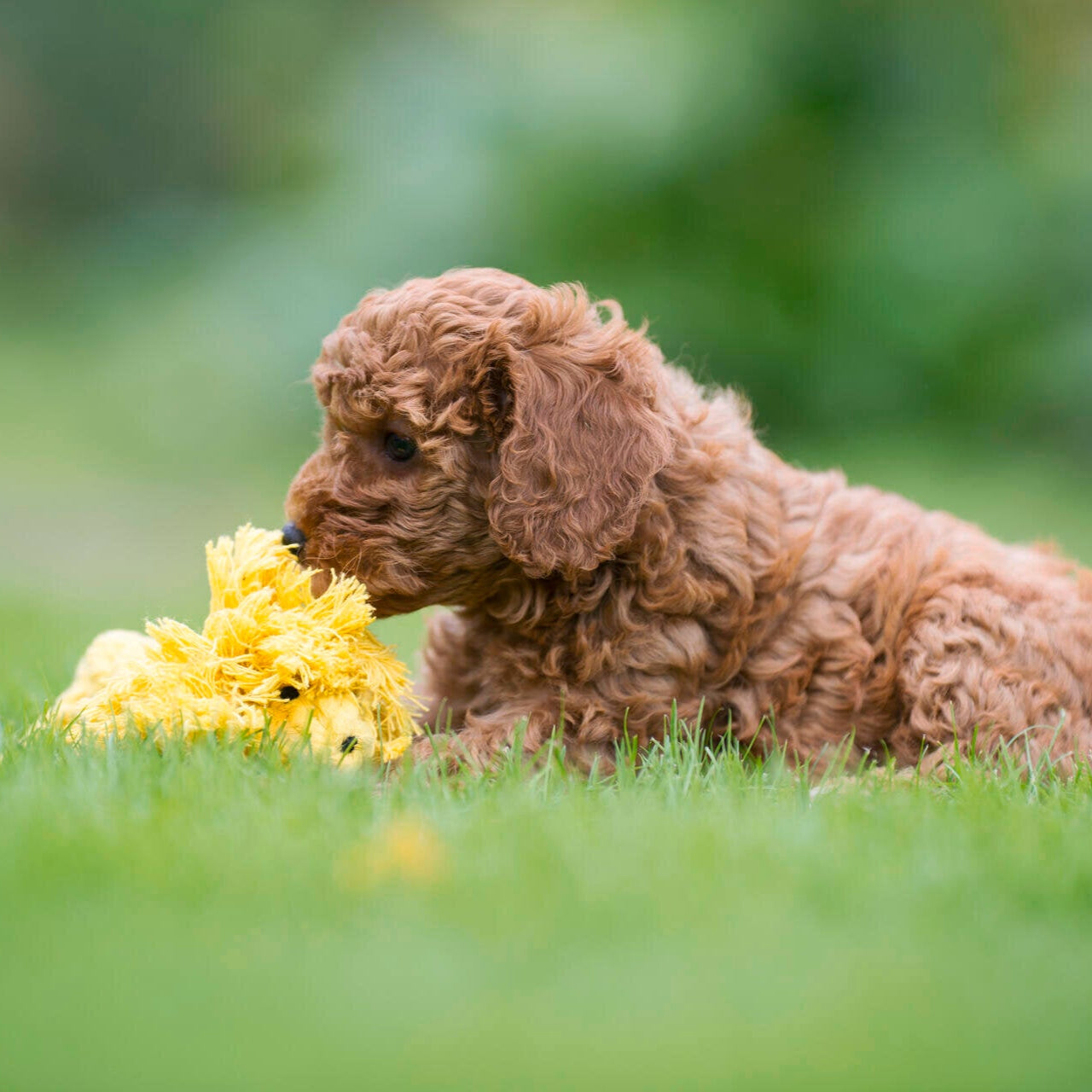 Leo le Lion – Jouet en corde pour chien - Laboni