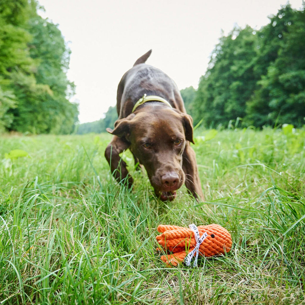 Thaddäus le Poulpe – Jouet en corde pour chien - Laboni
