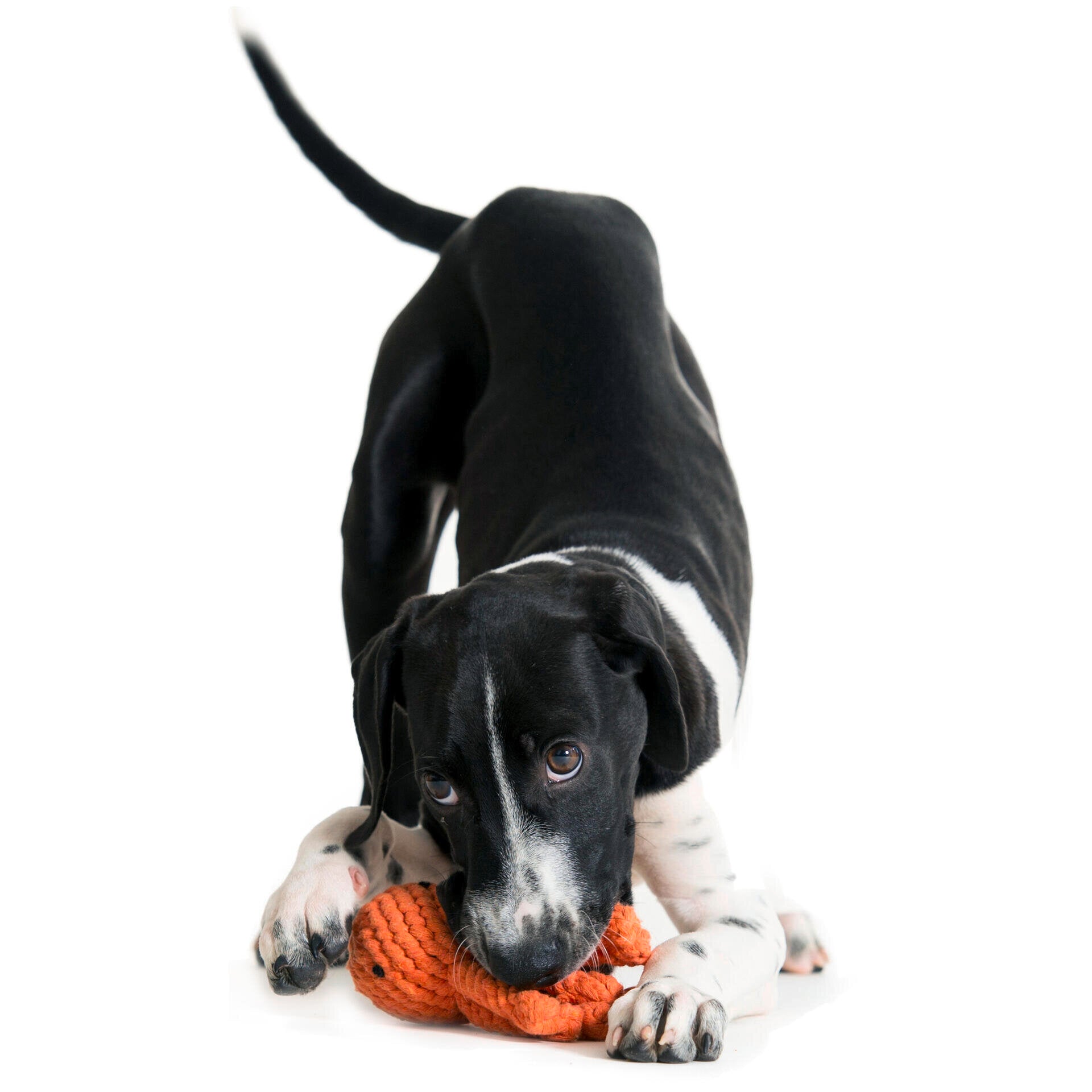 Thaddäus le Poulpe – Jouet en corde pour chien - Laboni