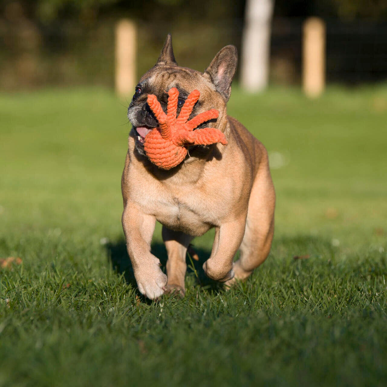 Thaddäus le Poulpe – Jouet en corde pour chien - Laboni