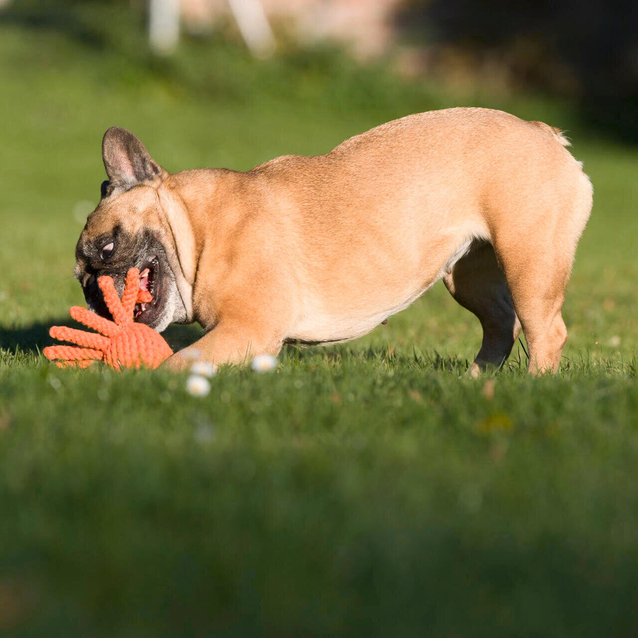 Thaddäus le Poulpe – Jouet en corde pour chien - Laboni