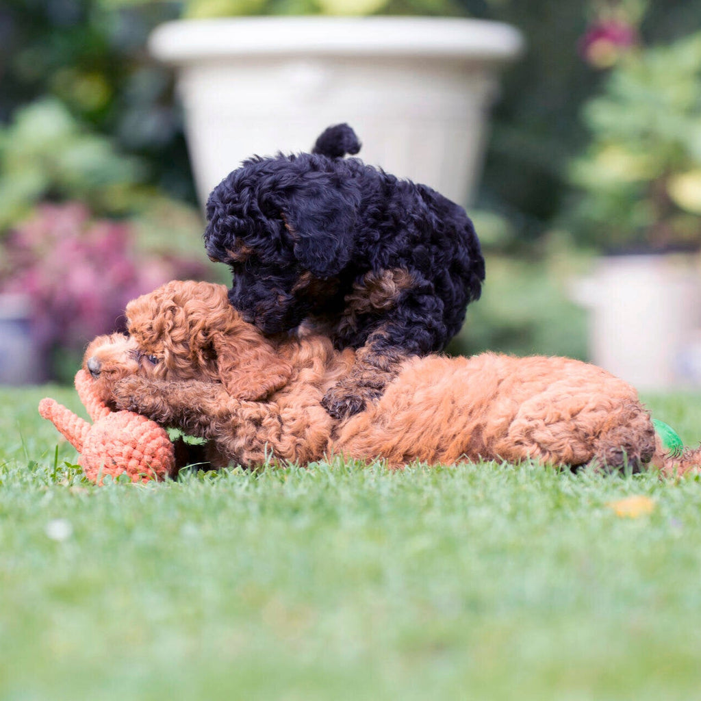 Thaddäus le Poulpe – Jouet en corde pour chien - Laboni
