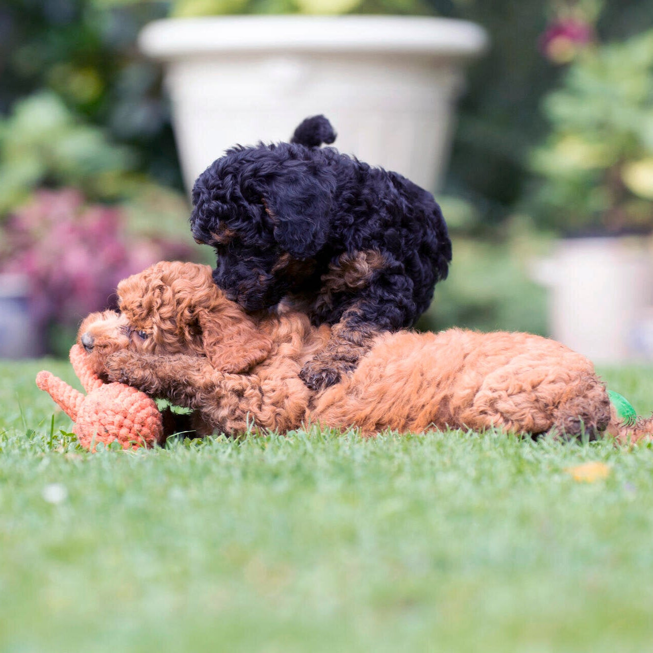 Thaddäus le Poulpe – Jouet en corde pour chien - Laboni