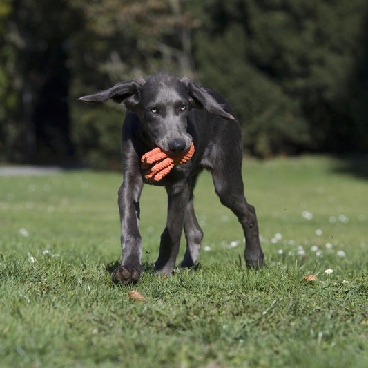 Thaddäus le Poulpe – Jouet en corde pour chien - Laboni