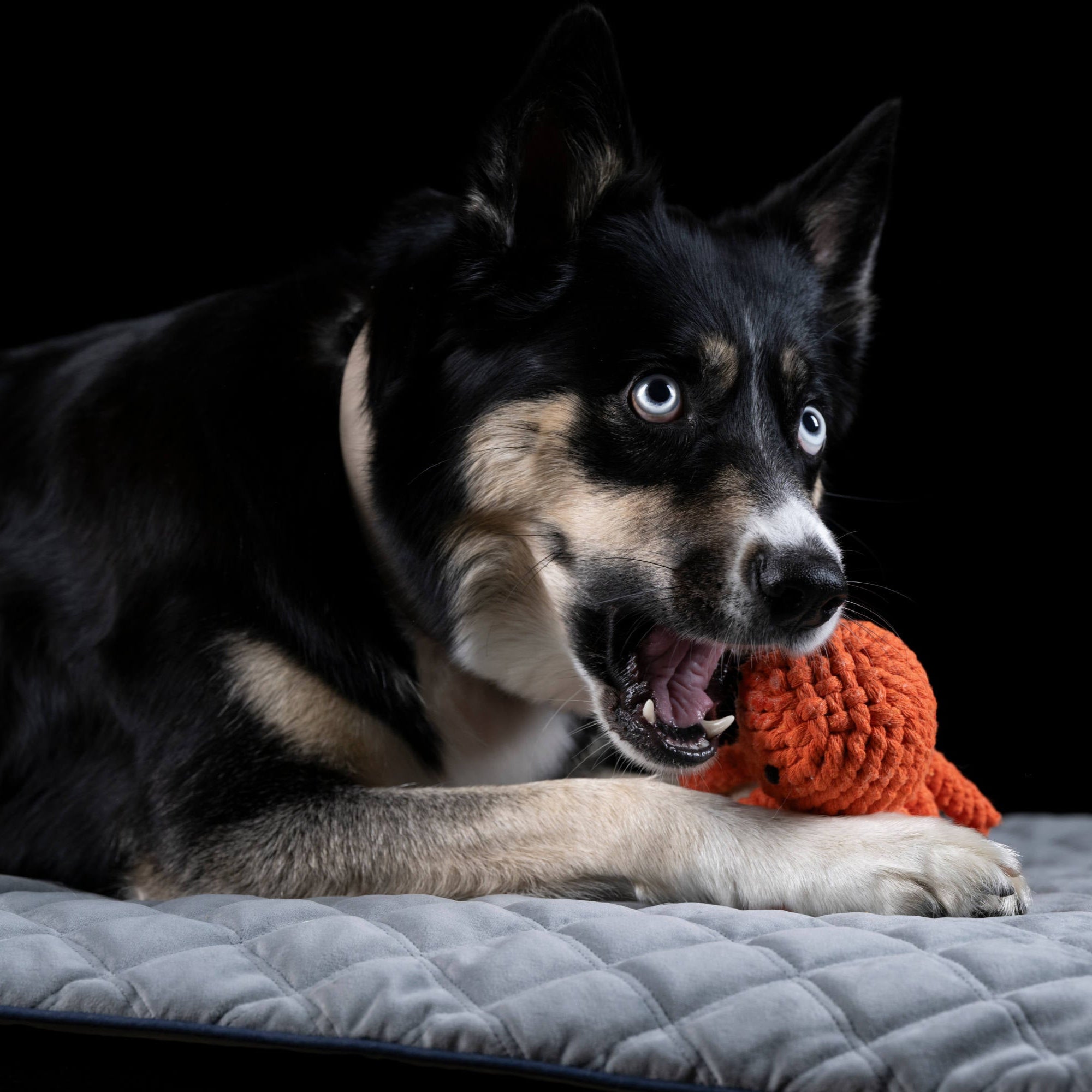 Thaddäus le Poulpe – Jouet en corde pour chien - Laboni
