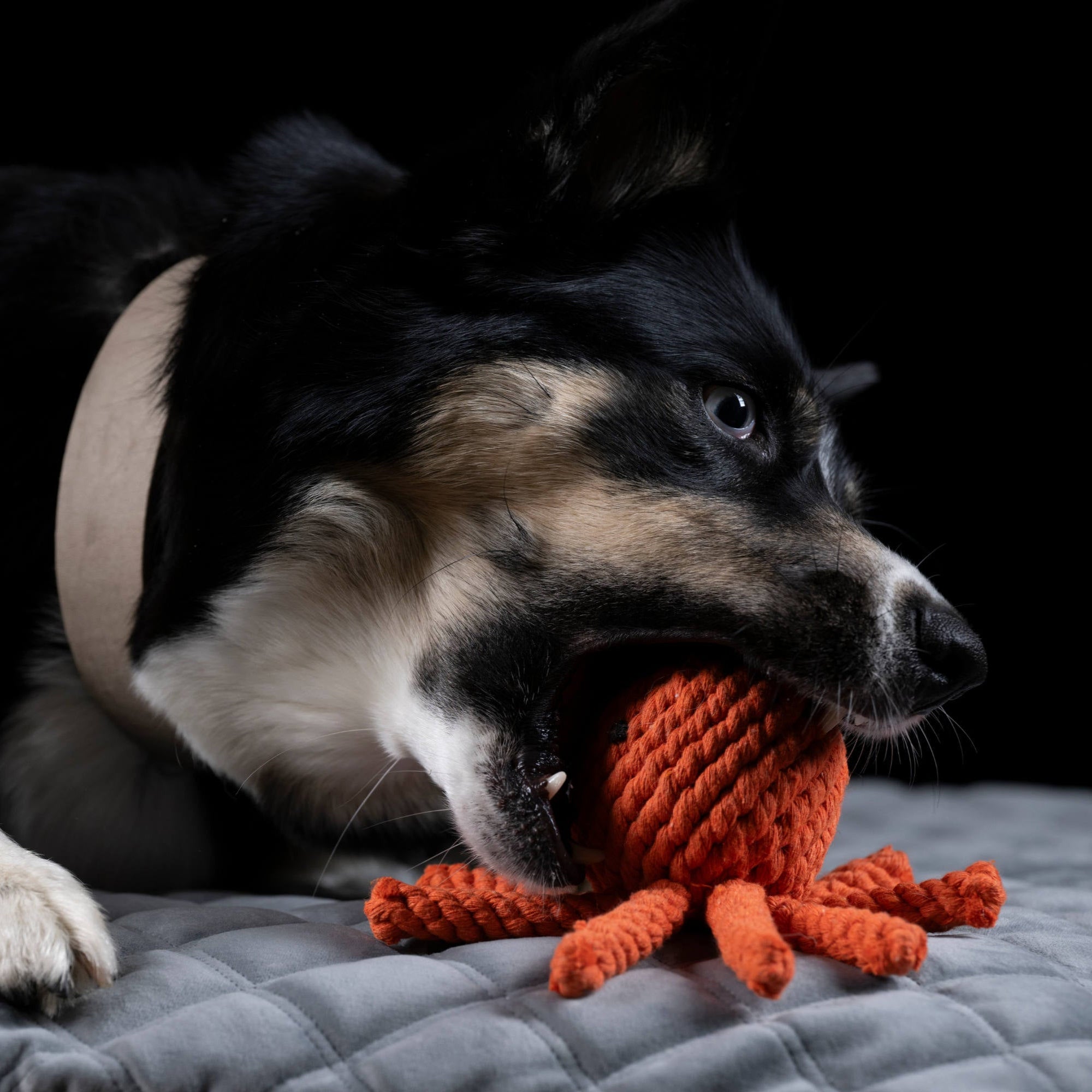 Thaddäus le Poulpe – Jouet en corde pour chien - Laboni