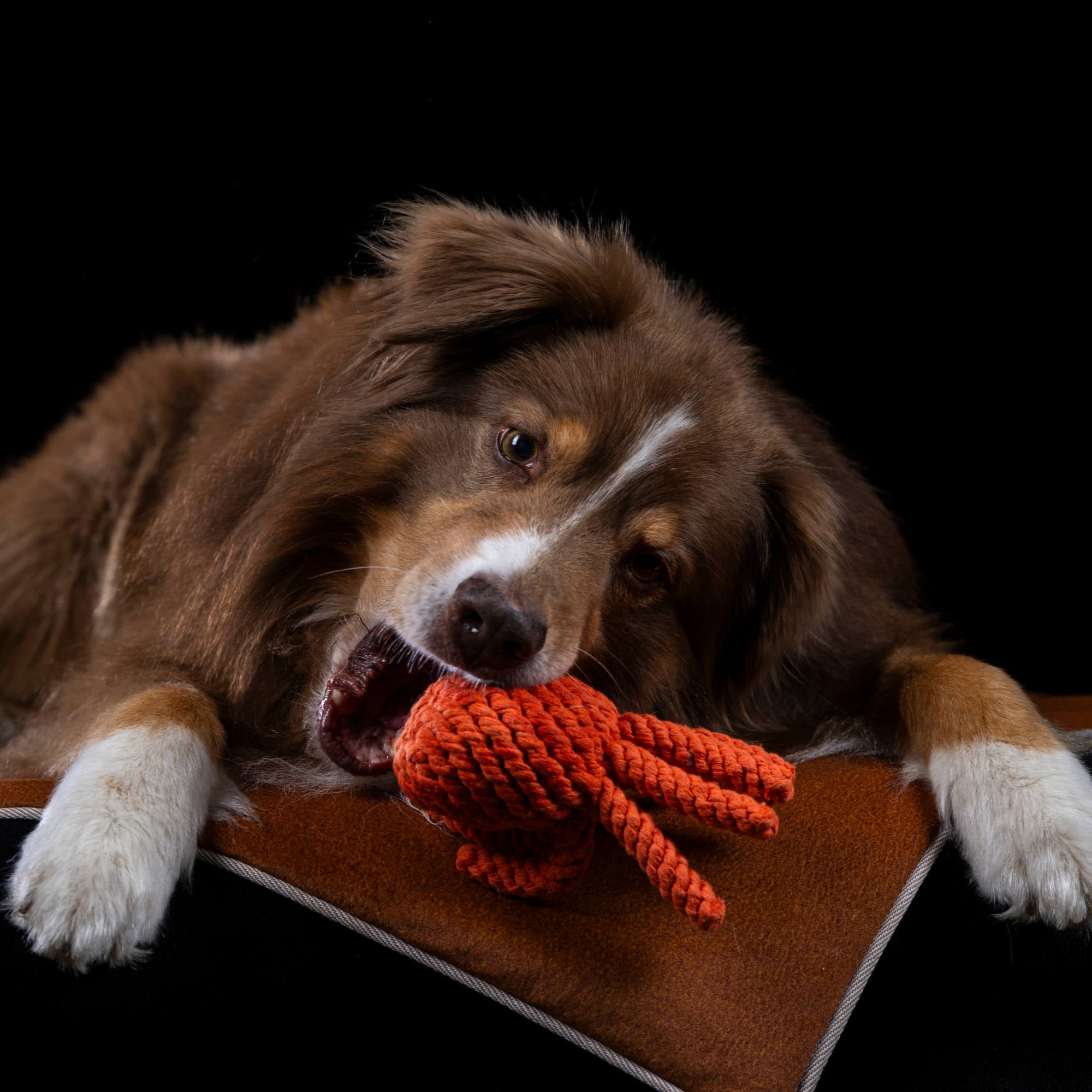 Thaddäus le Poulpe – Jouet en corde pour chien - Laboni