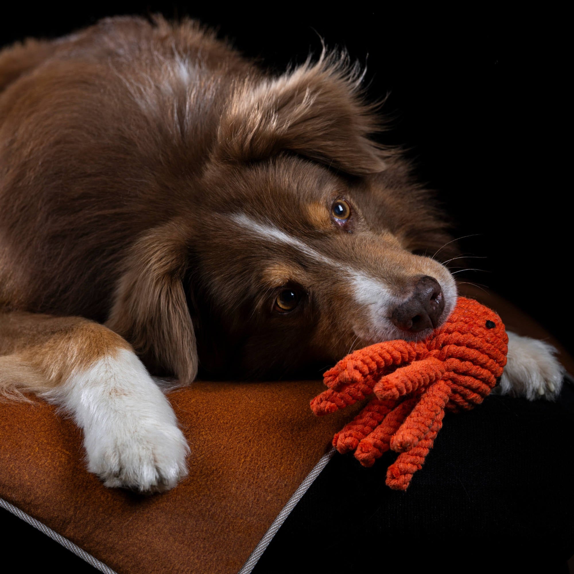 Thaddäus le Poulpe – Jouet en corde pour chien - Laboni