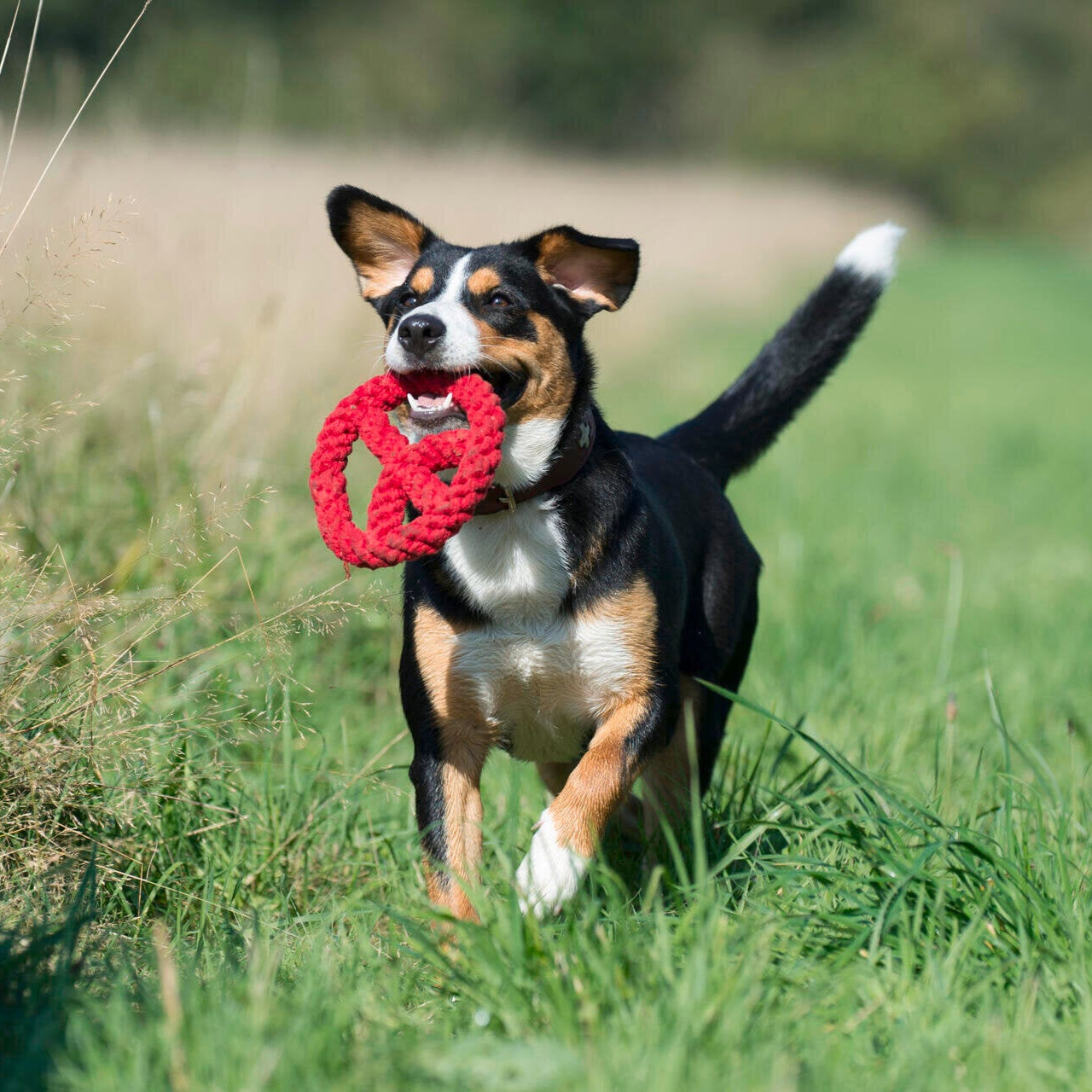 Paulchen Peace – Jouet en corde pour chien - Laboni