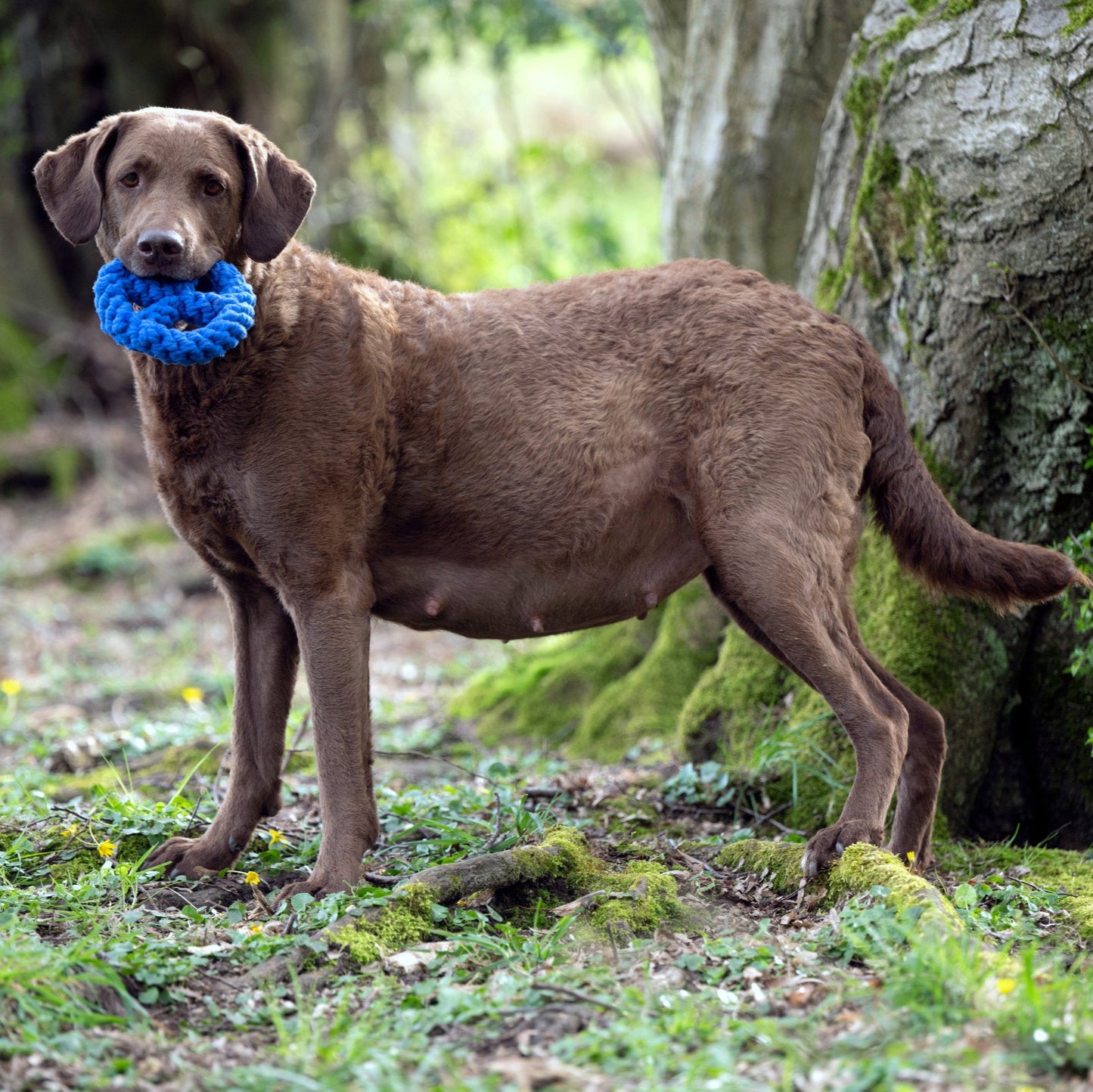 Paulchen Peace – Jouet en corde pour chien - Laboni