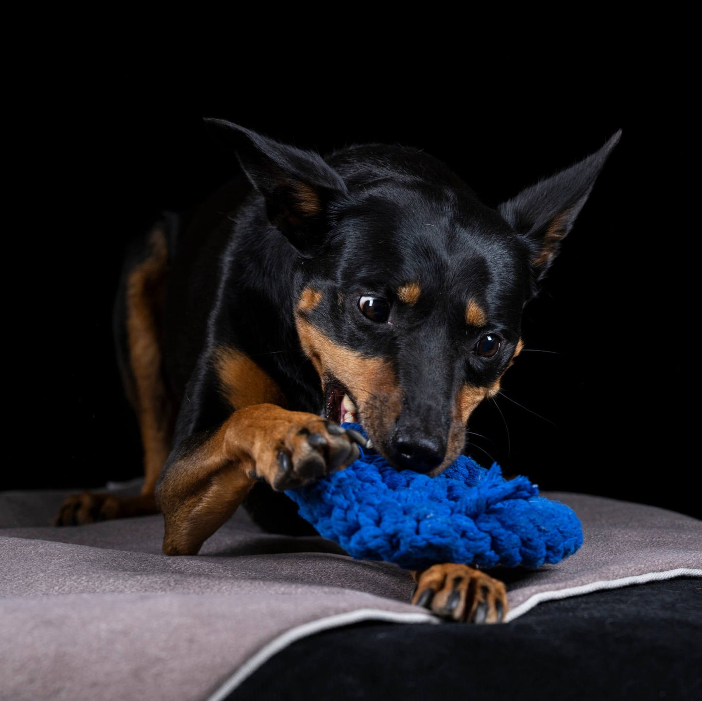 Paulchen Peace – Jouet en corde pour chien - Laboni
