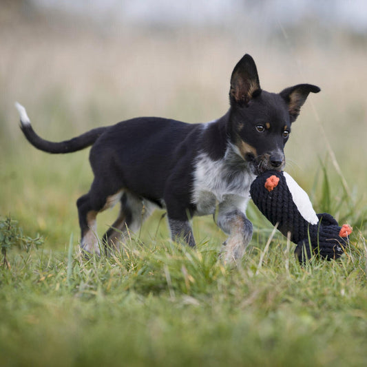 Poldi le pingouin – Jouet en corde pour chien - Laboni