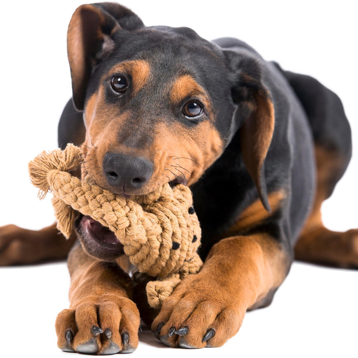Heinrich le Lièvre – Jouet en corde pour chien - Laboni