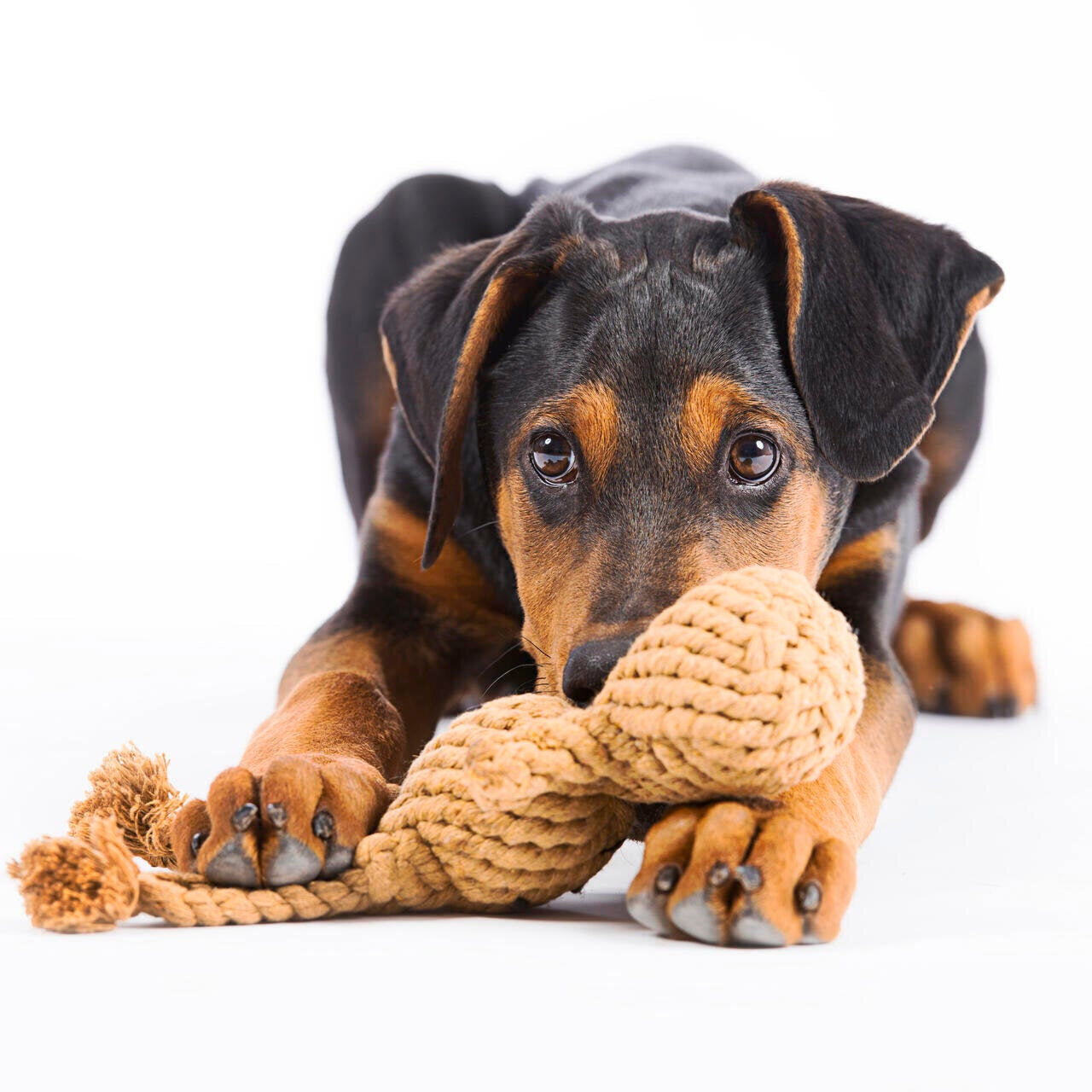 Heinrich le Lièvre – Jouet en corde pour chien - Laboni