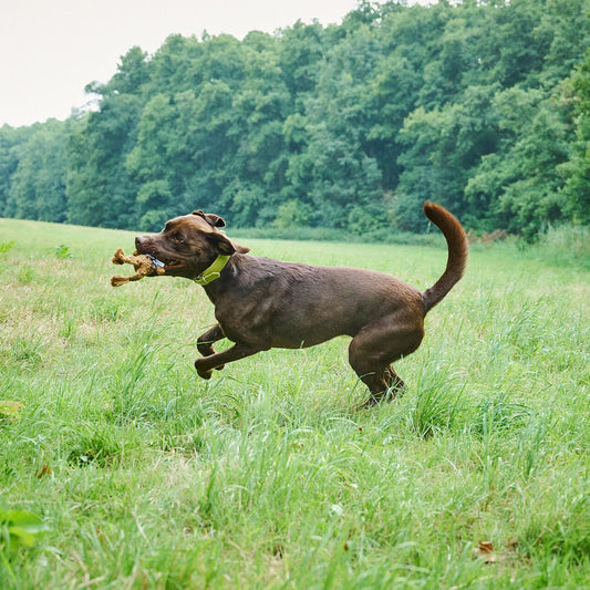 Heinrich le Lièvre – Jouet en corde pour chien - Laboni