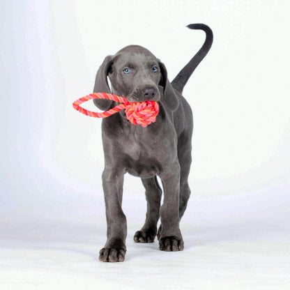 Balle à lancer – Jouet en corde pour chien - Laboni