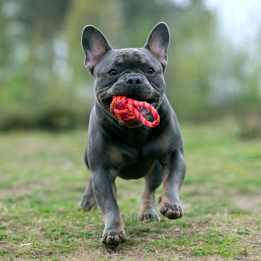 Balle à lancer – Jouet en corde pour chien - Laboni