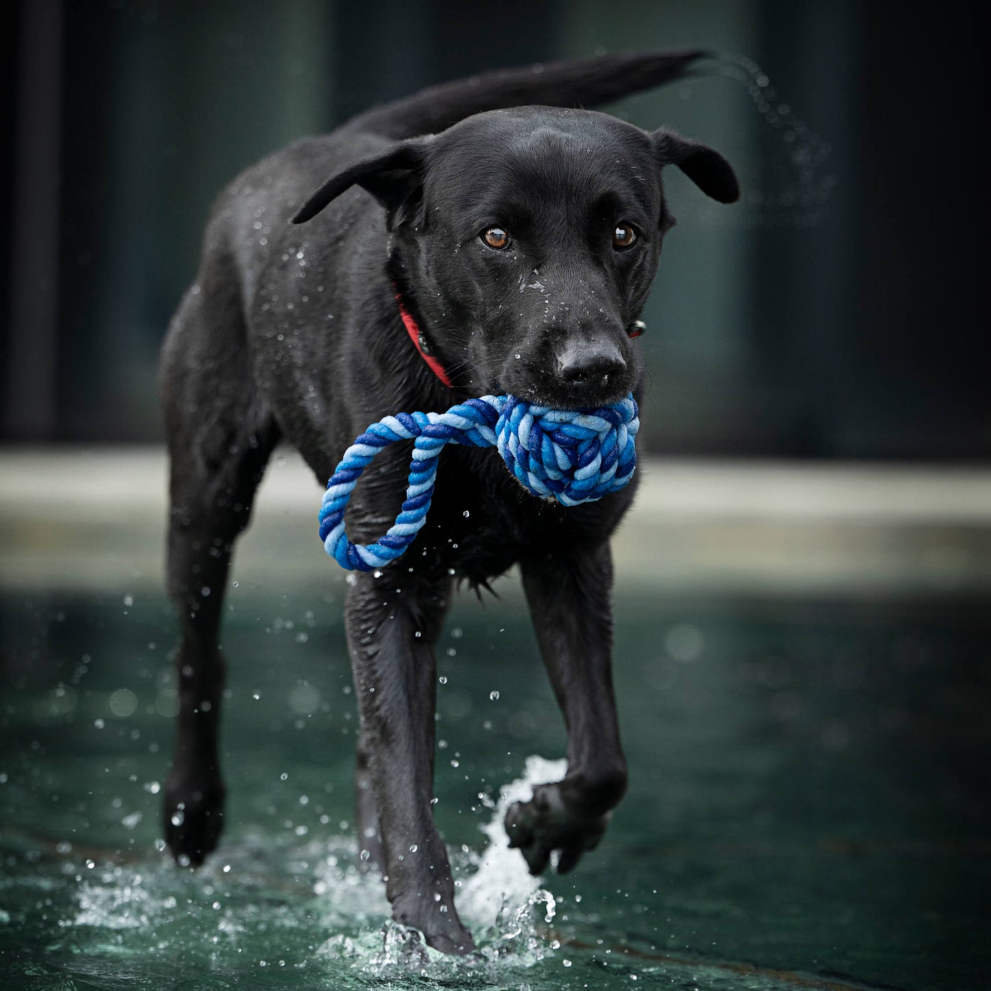 Balle à lancer – Jouet en corde pour chien - Laboni